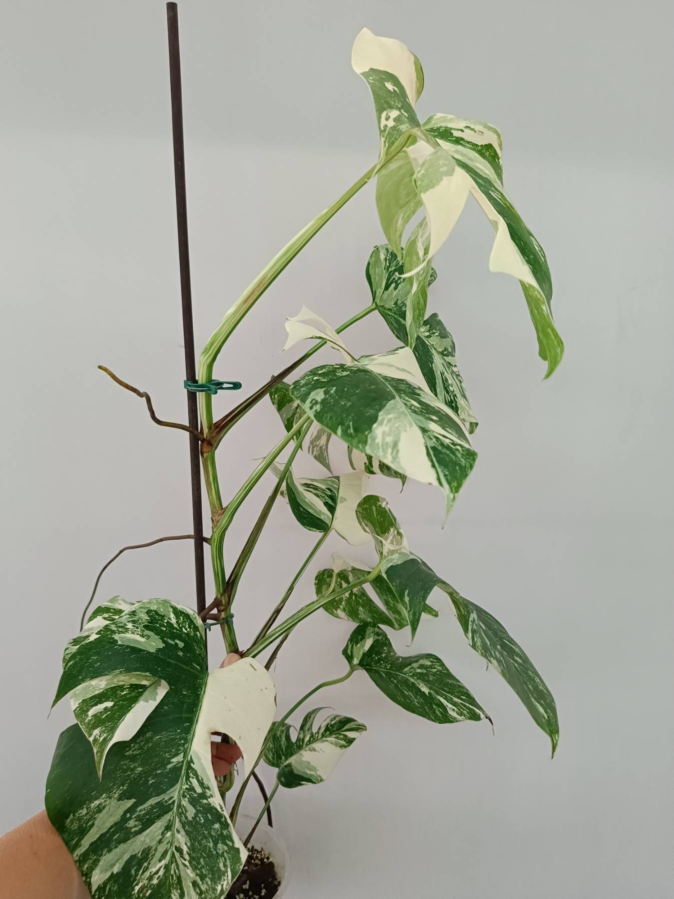 Monstera Albo Variegata