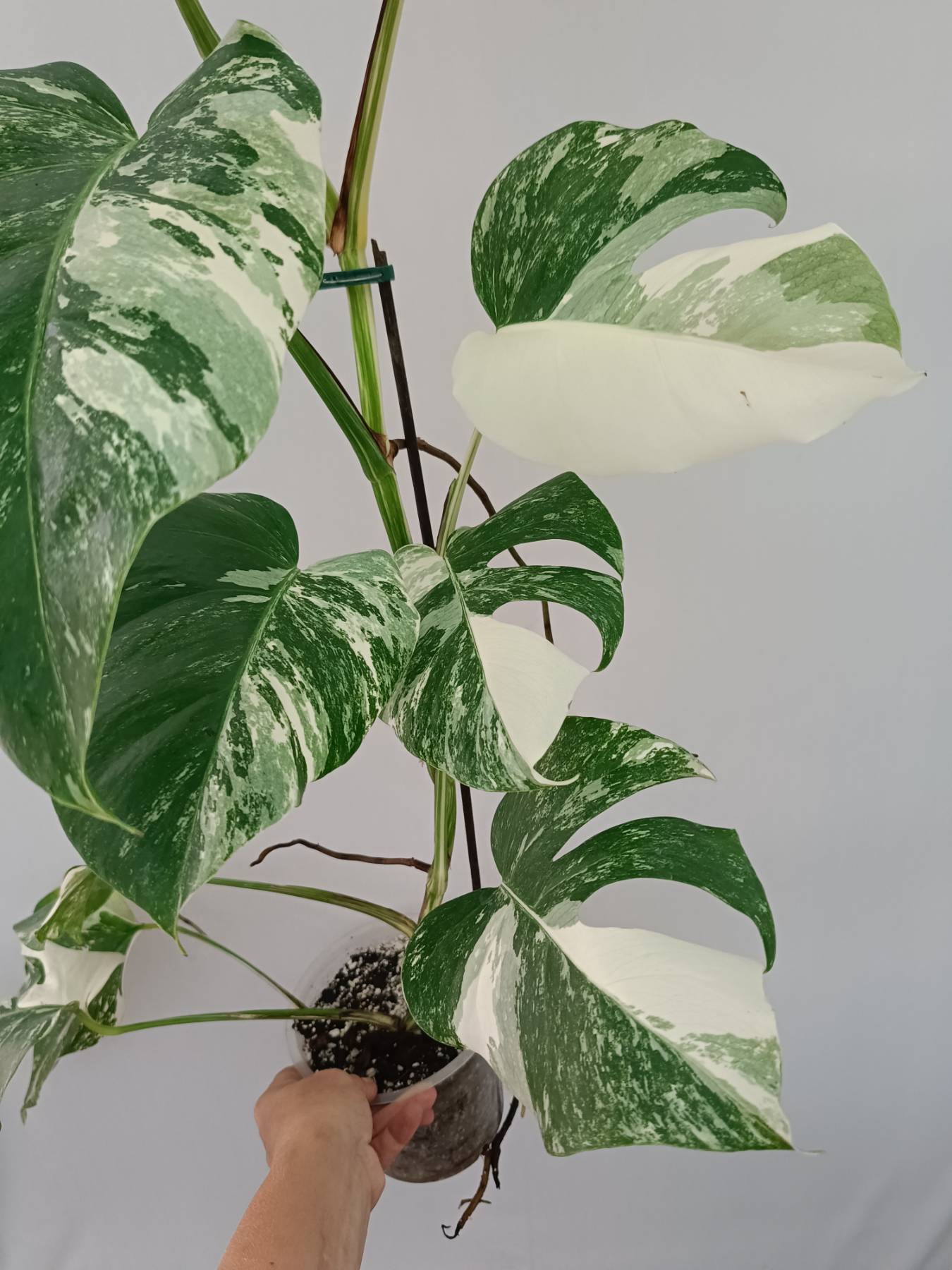Monstera Albo Variegata