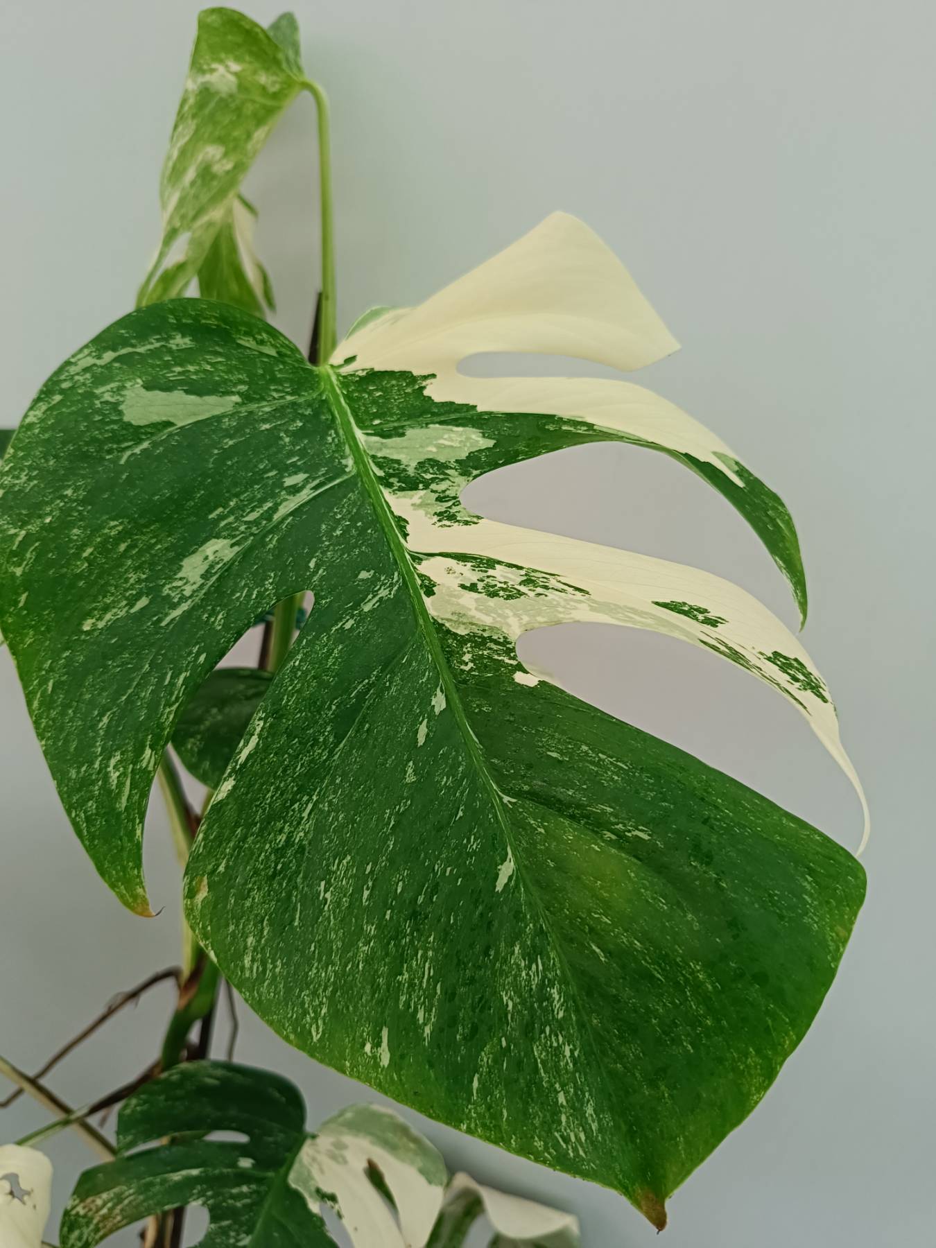 Monstera albo variegata