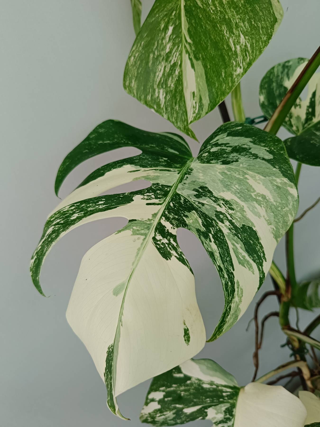 Monstera albo variegata