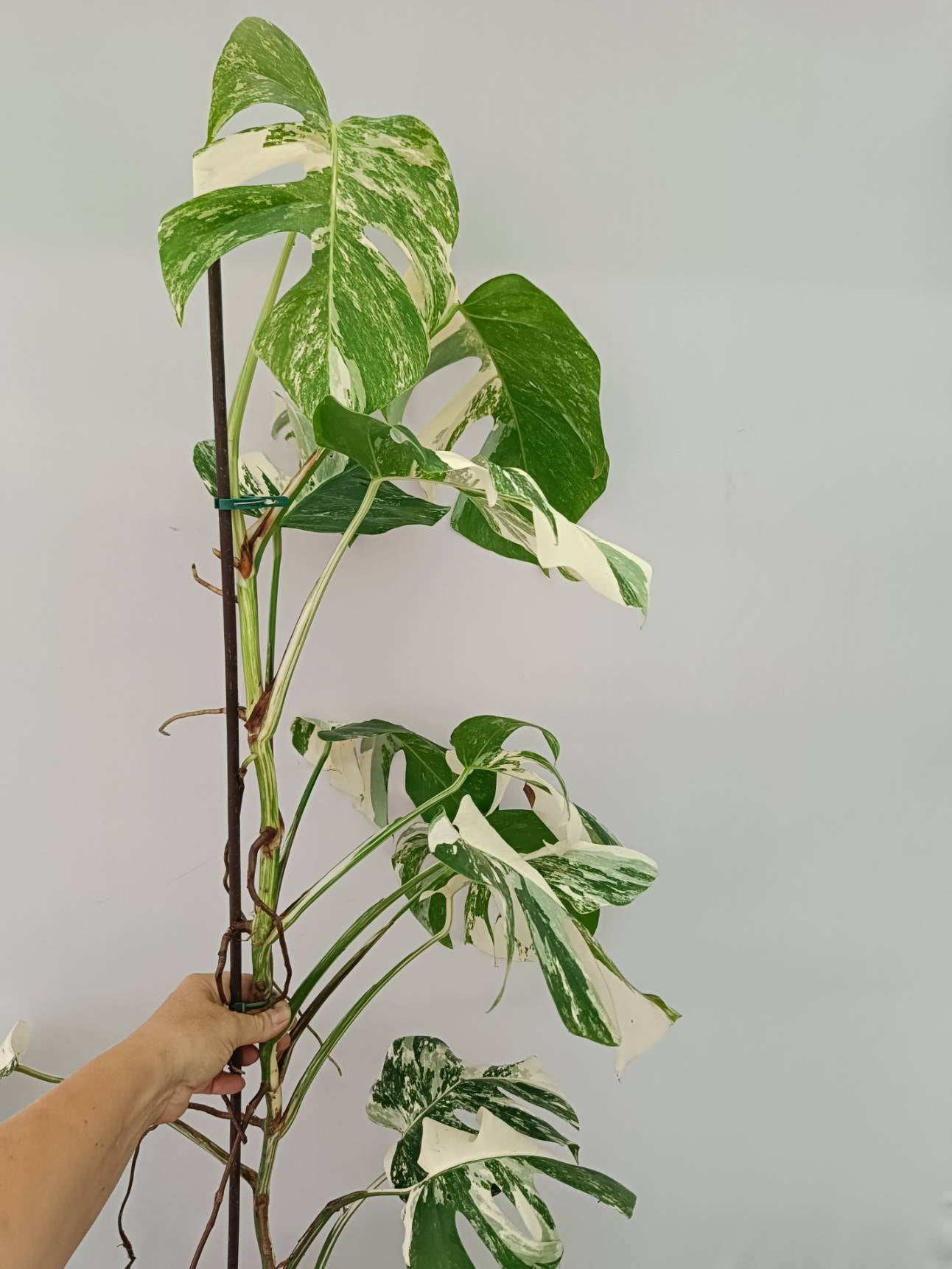 Monstera albo variegata