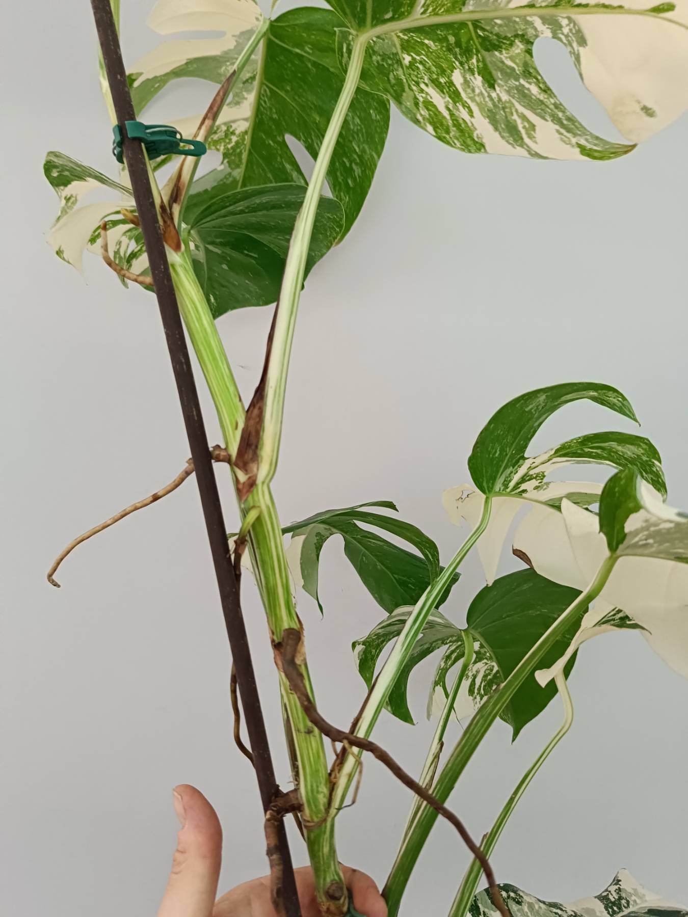 Monstera albo variegata