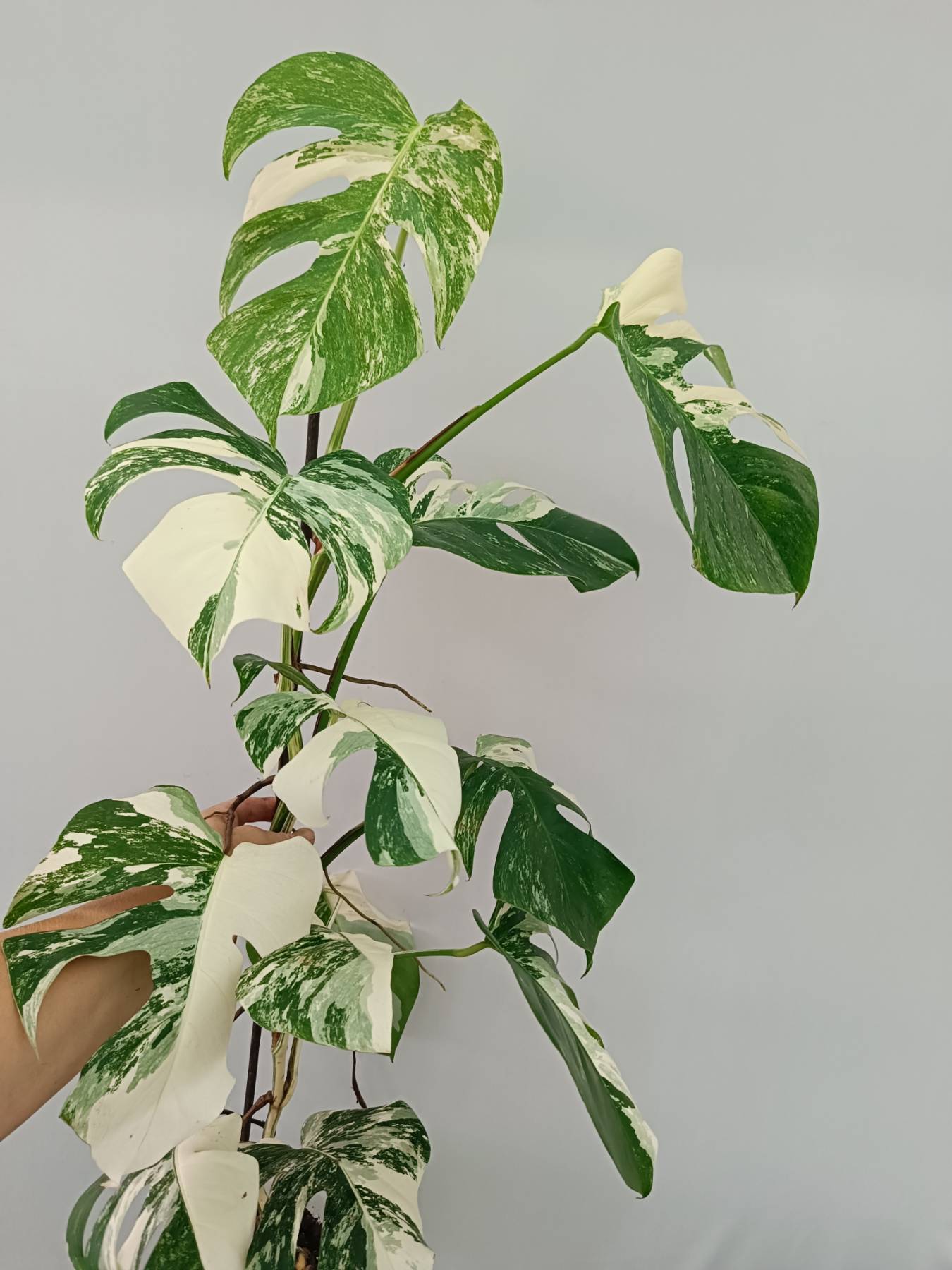 Monstera albo variegata