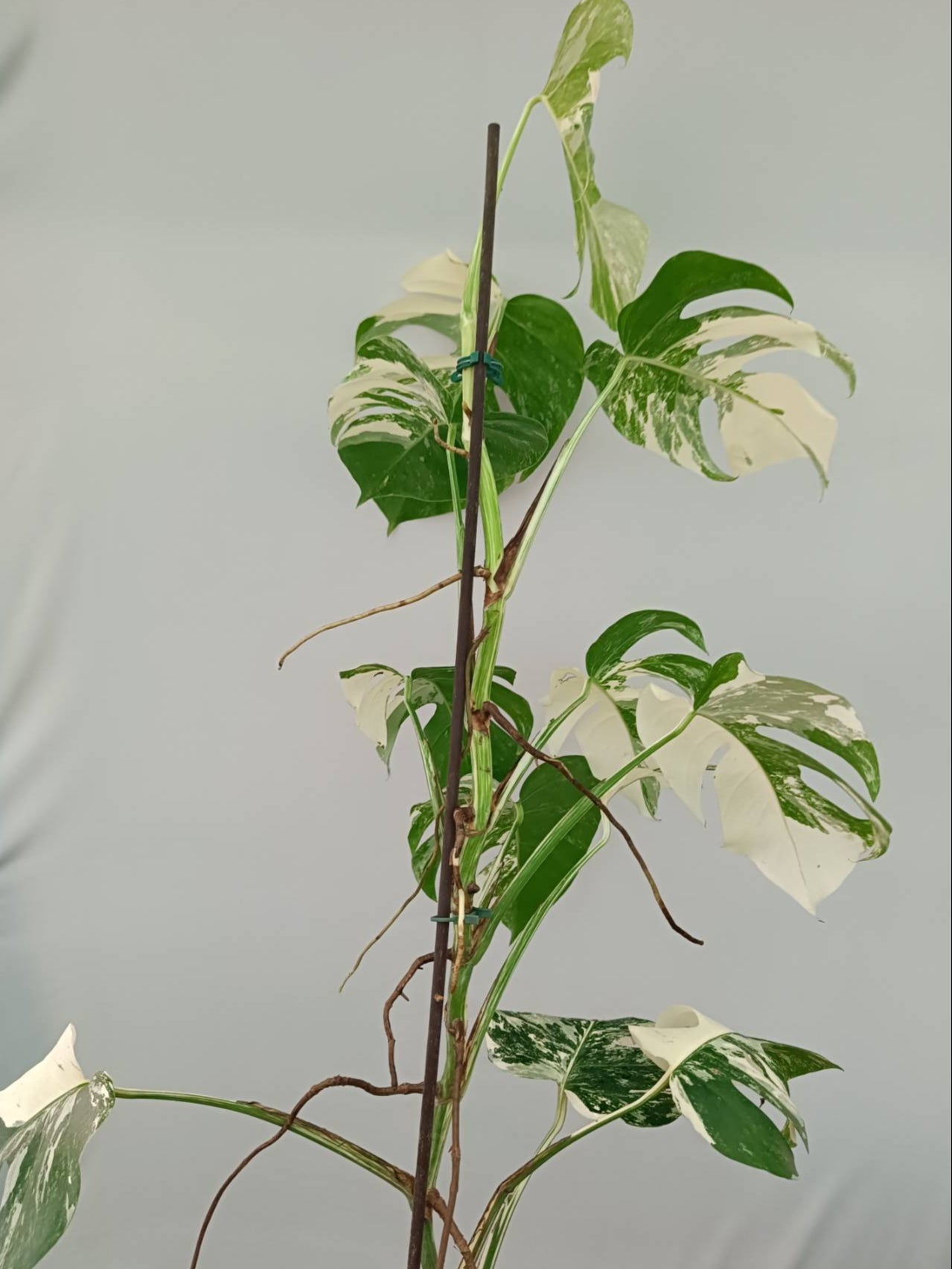 Monstera albo variegata