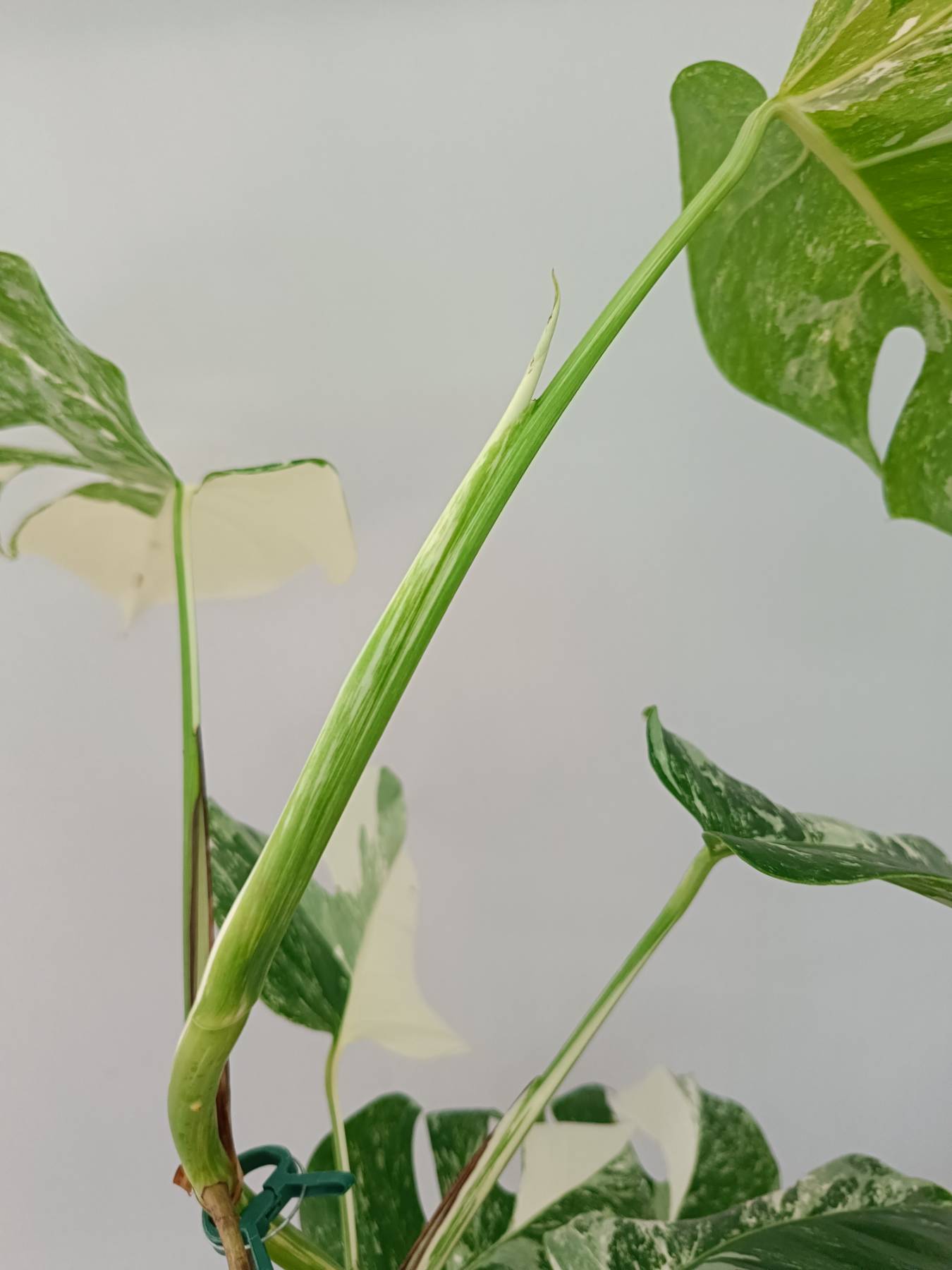 Monstera Albo Variegata