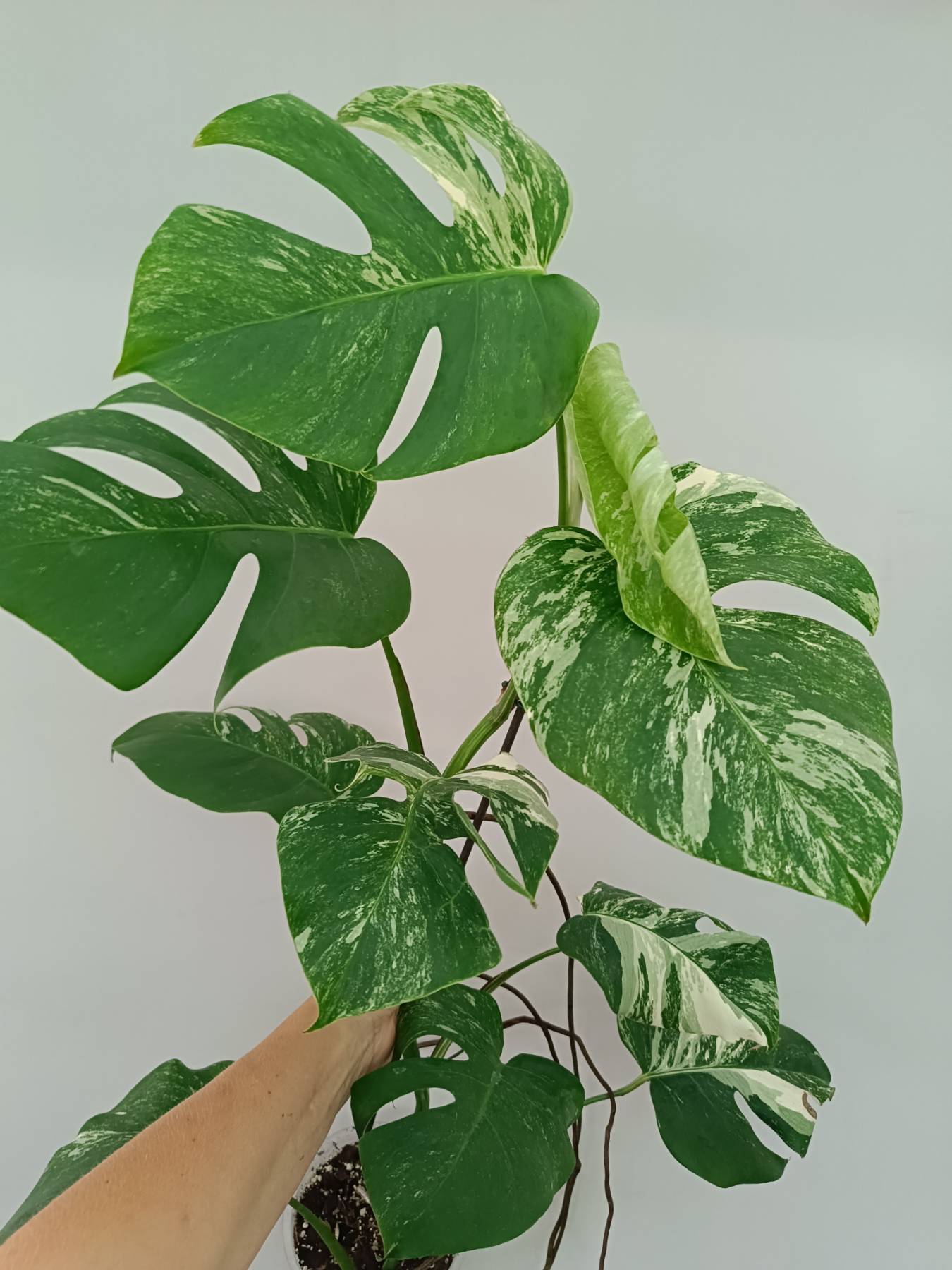 Monstera Albo Variegata