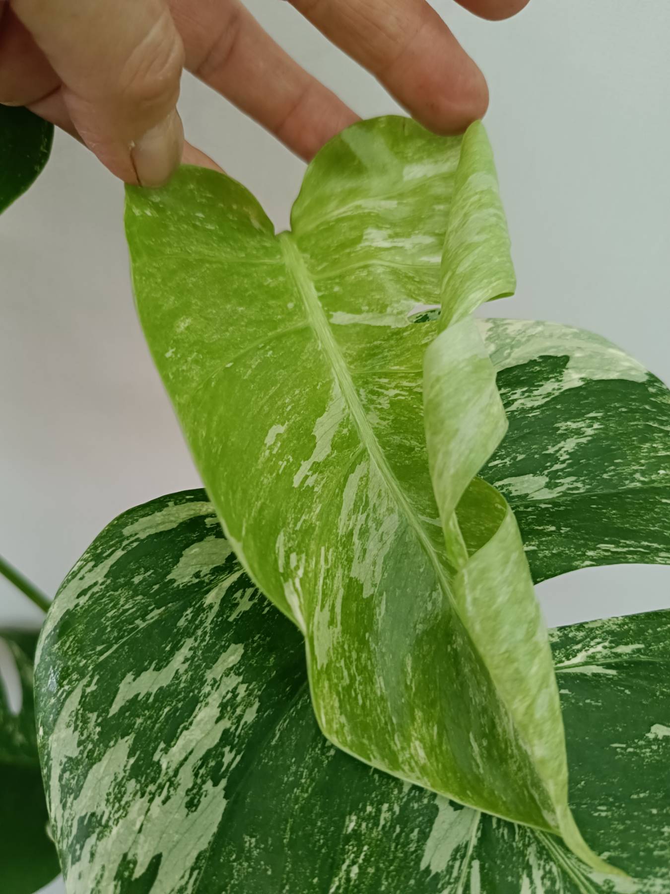 Monstera Albo Variegata