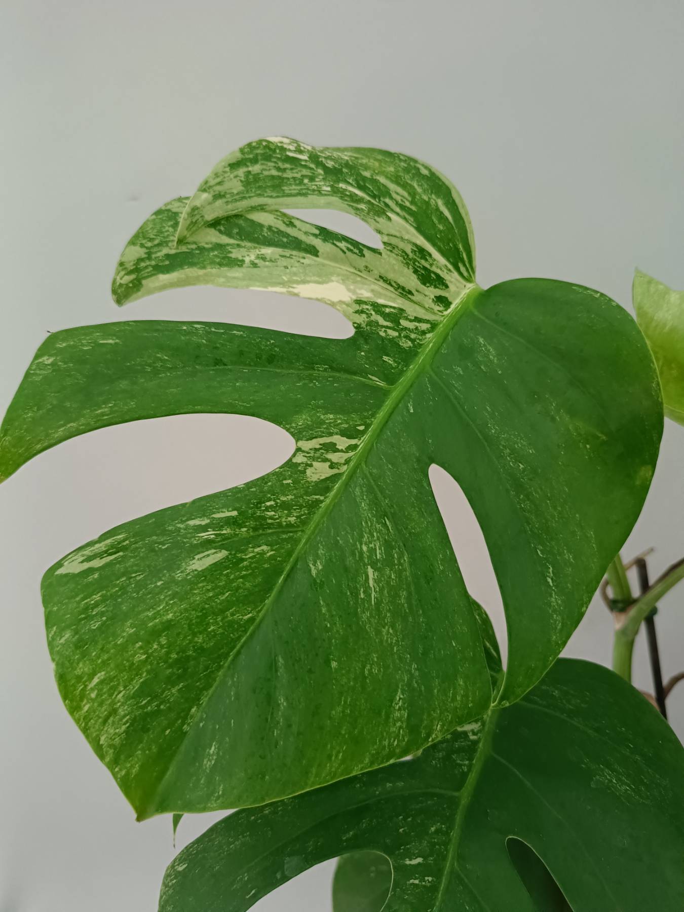 Monstera Albo Variegata