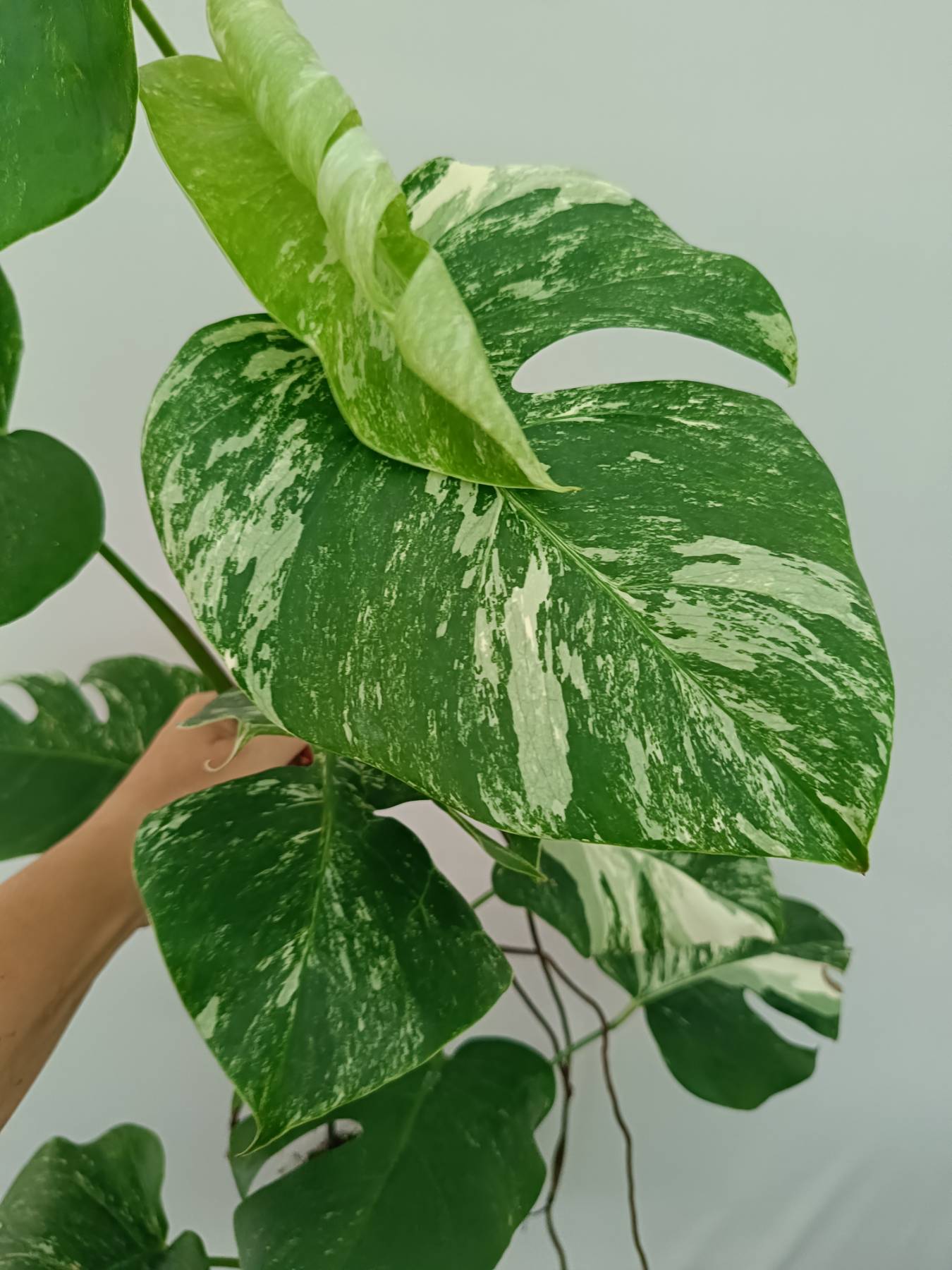 Monstera Albo Variegata
