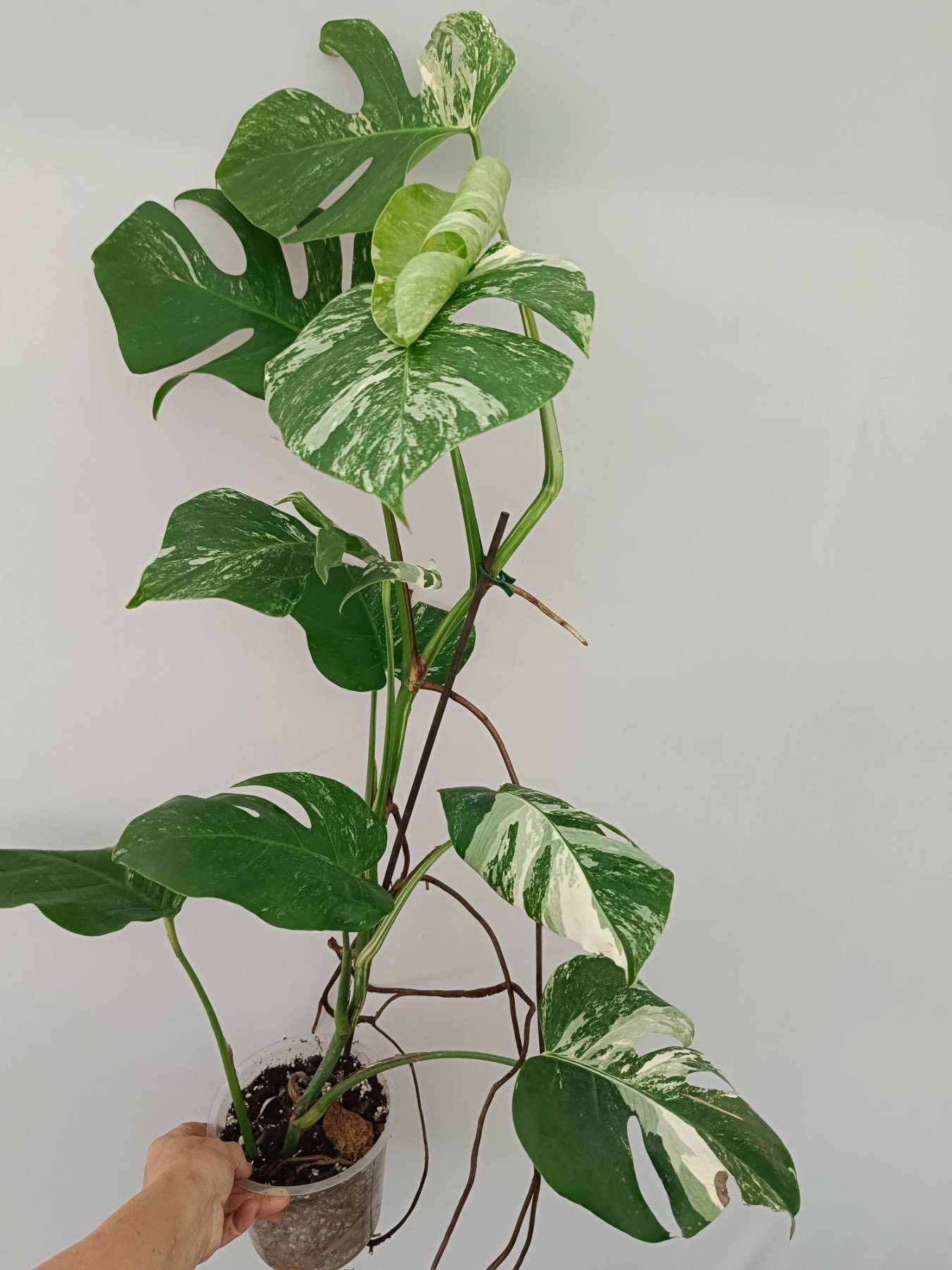 Monstera Albo Variegata