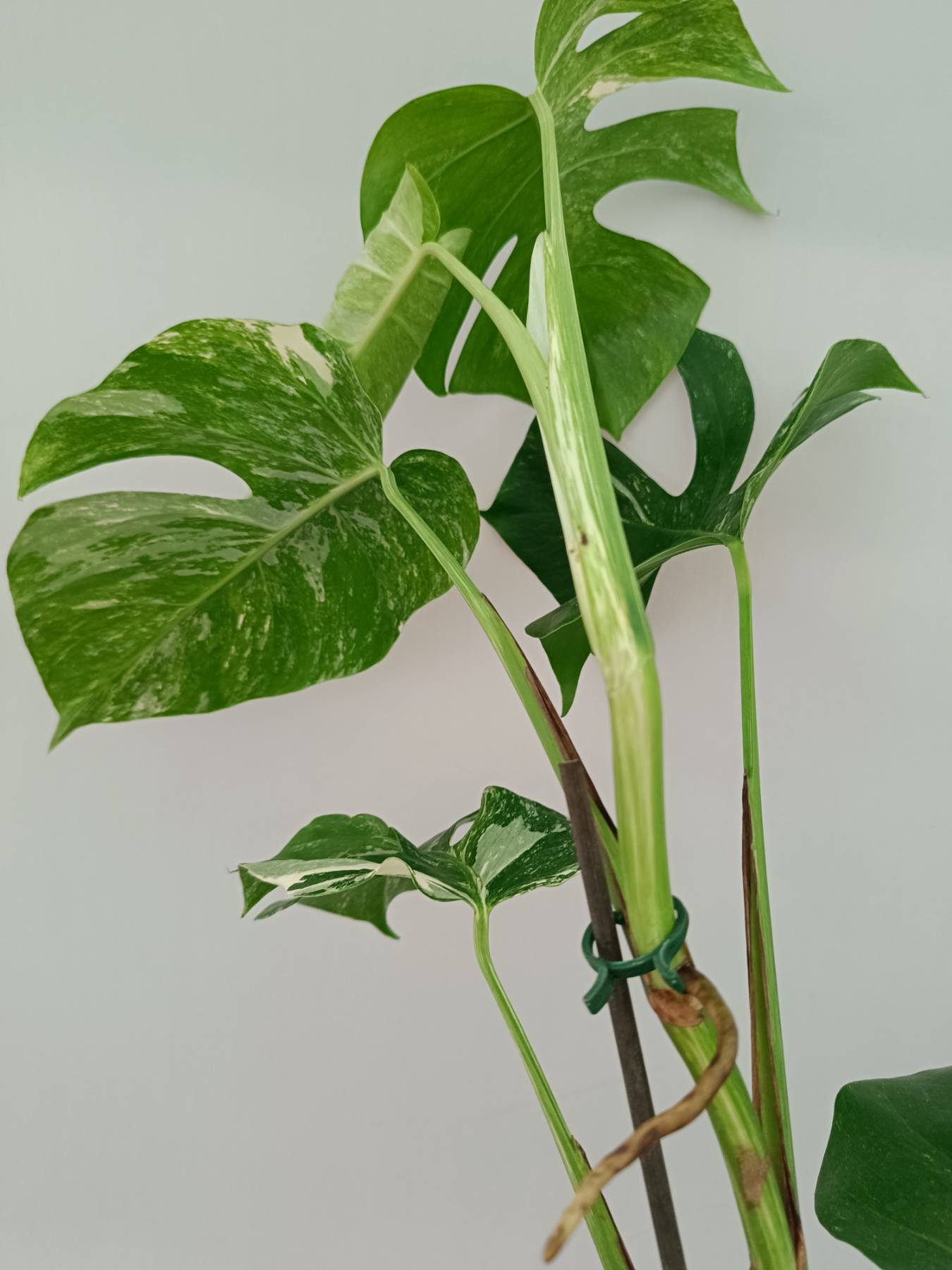 Monstera Albo Variegata