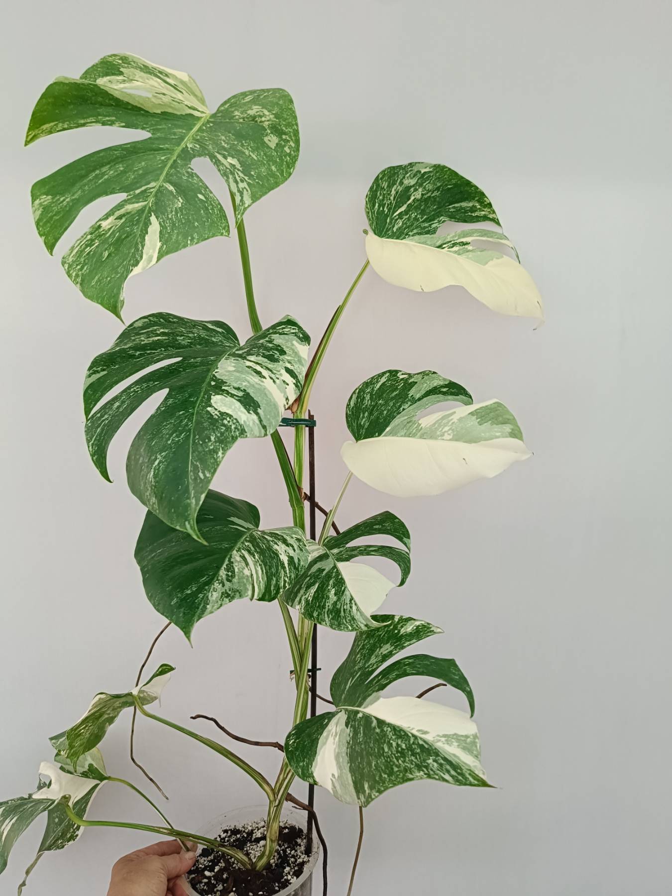 Monstera Albo Variegata