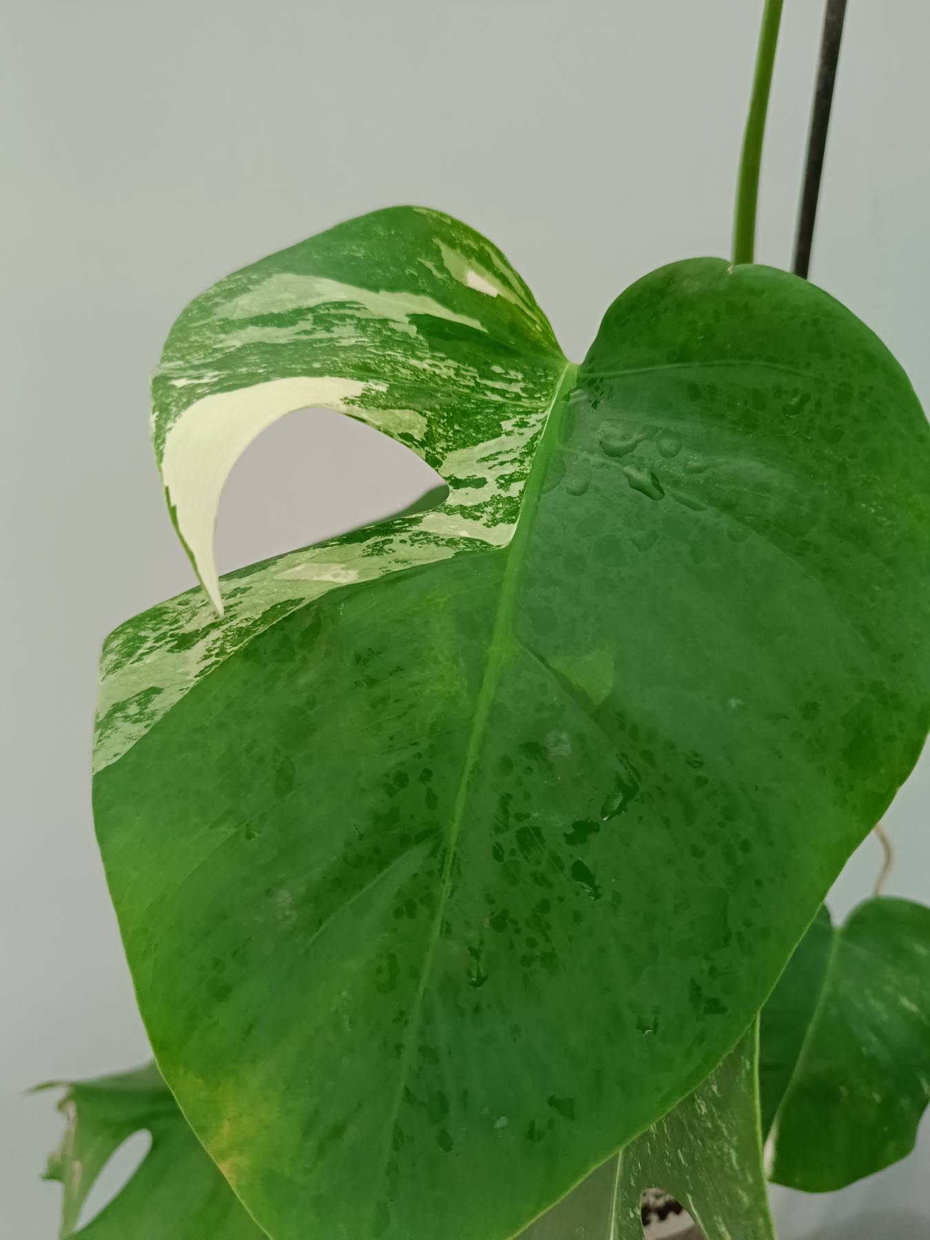 Monstera Albo Variegata