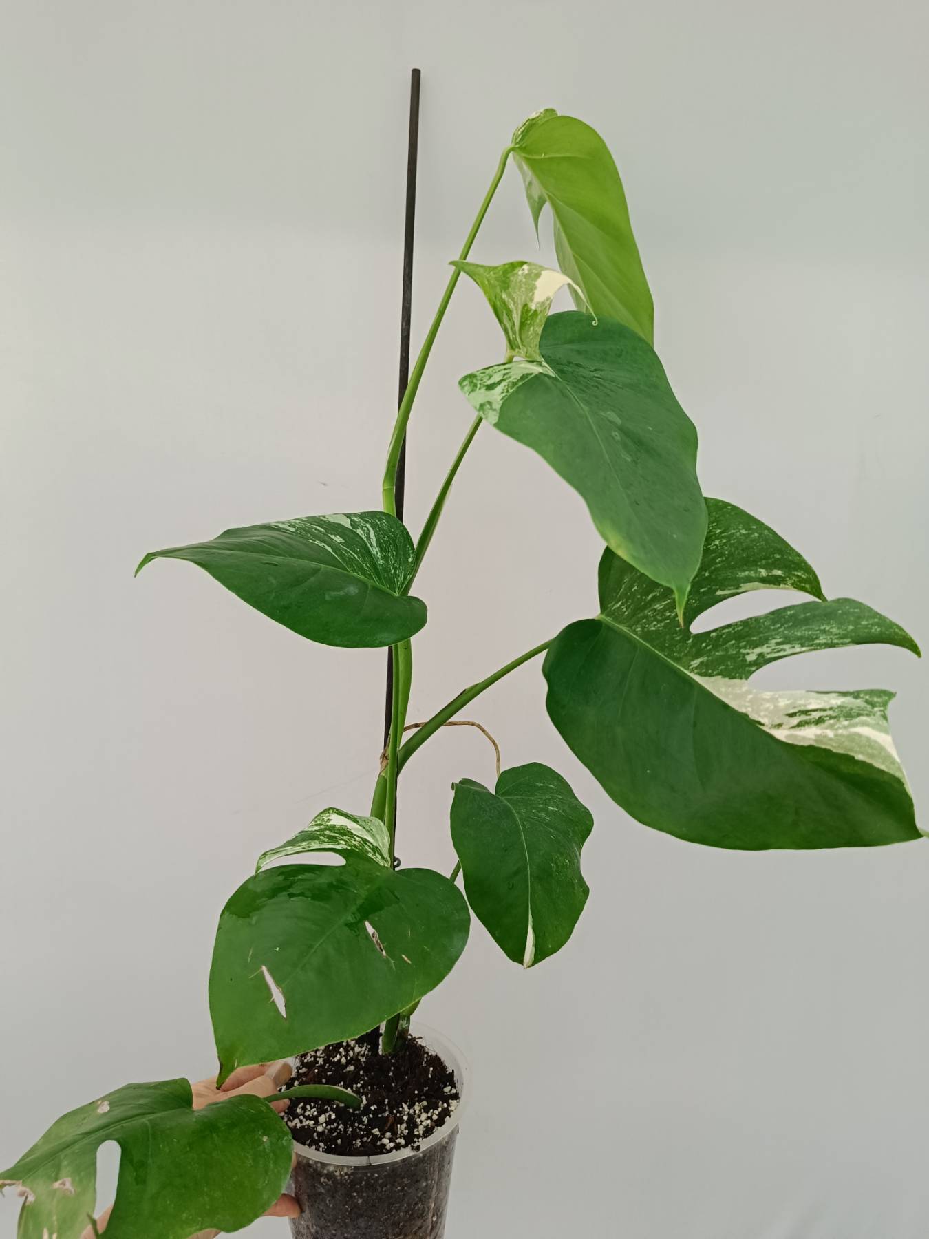 Monstera Albo Variegata