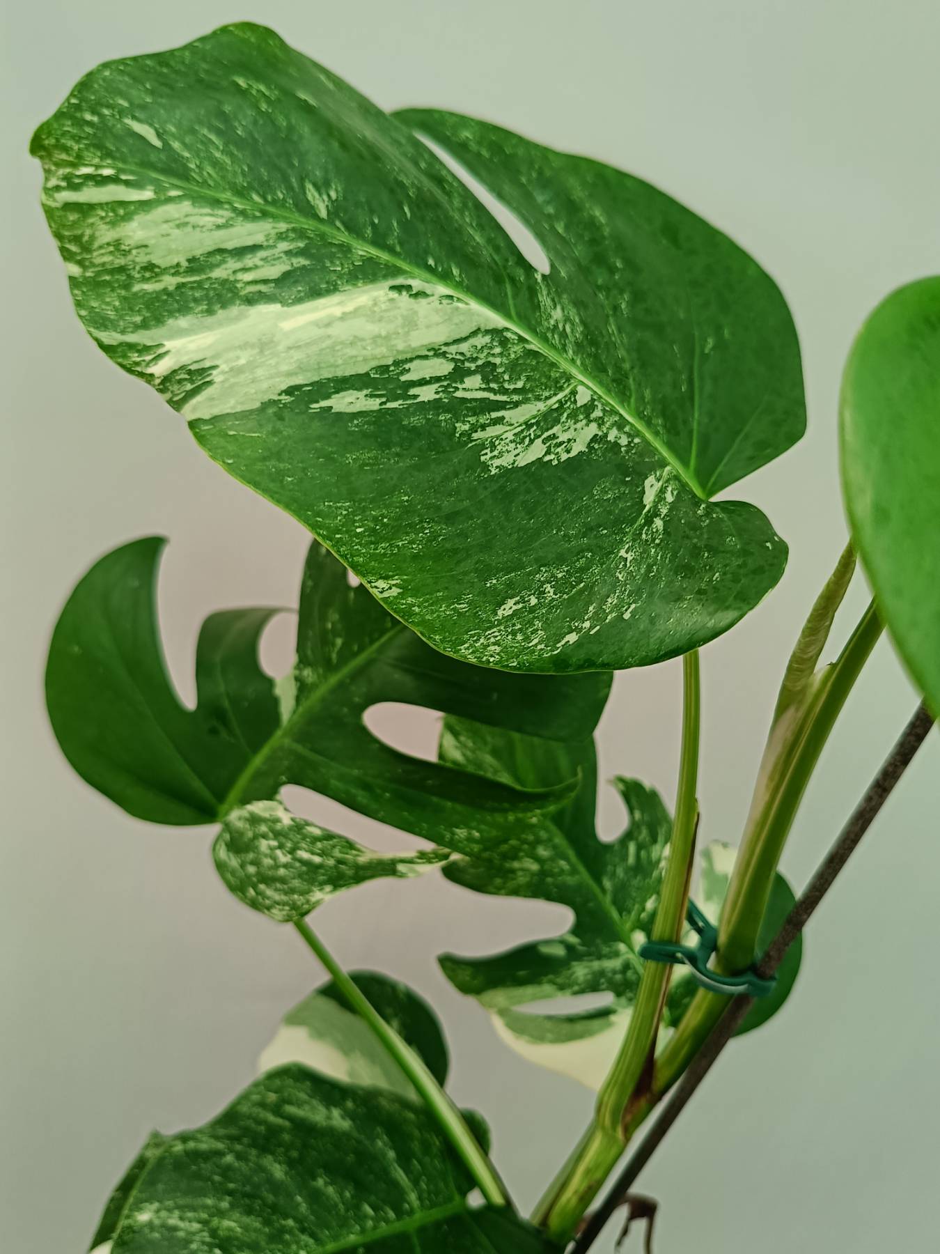 Monstera Albo Variegata