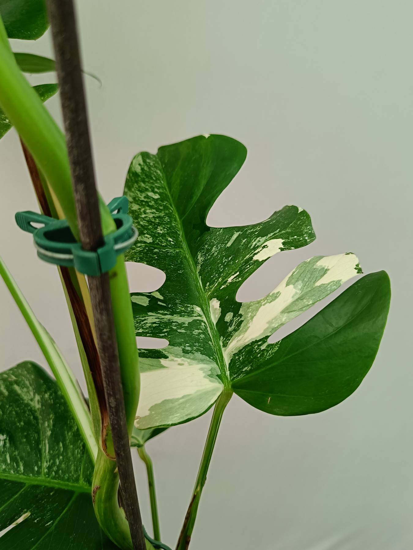 Monstera Albo Variegata