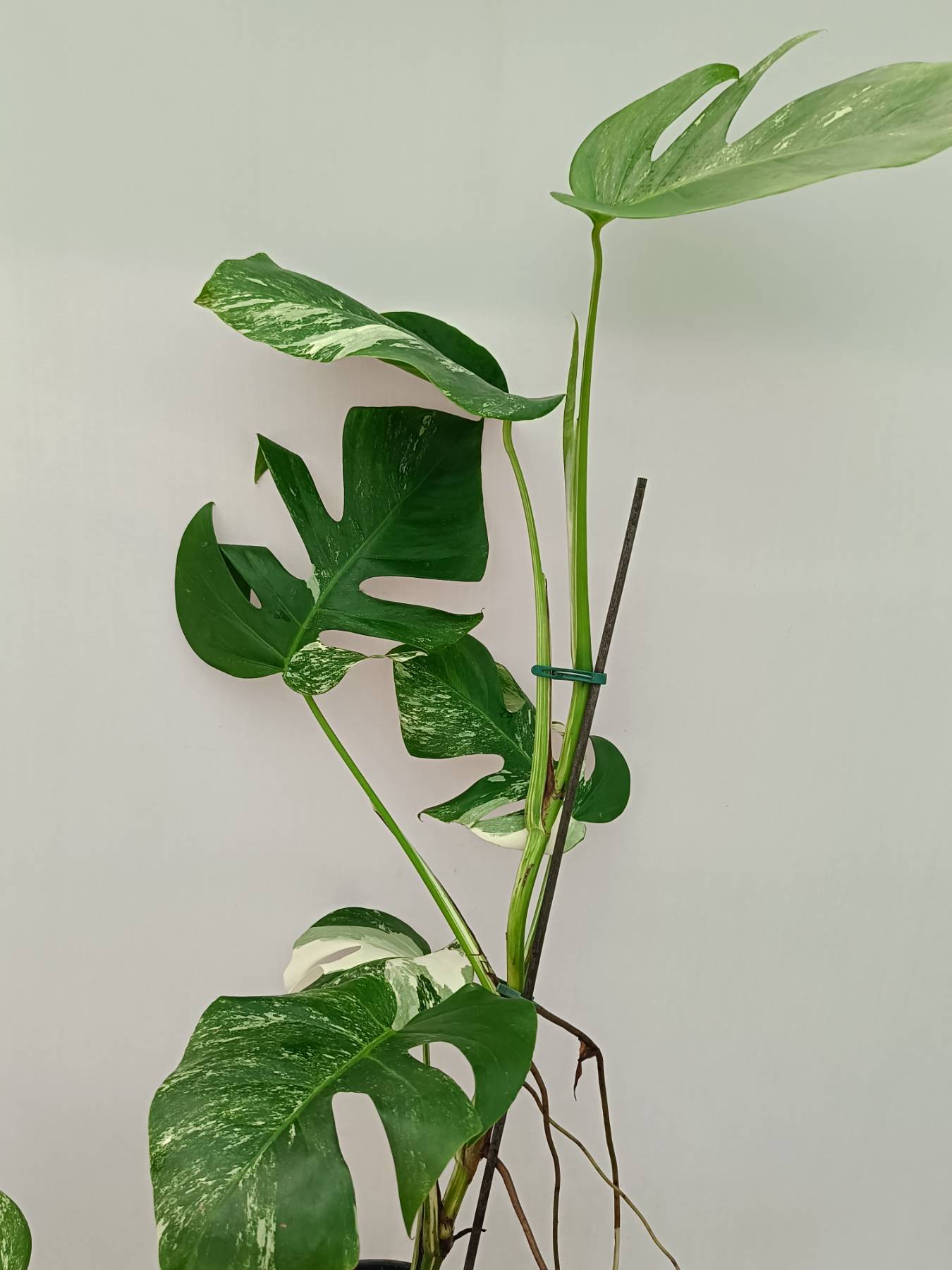 Monstera Albo Variegata