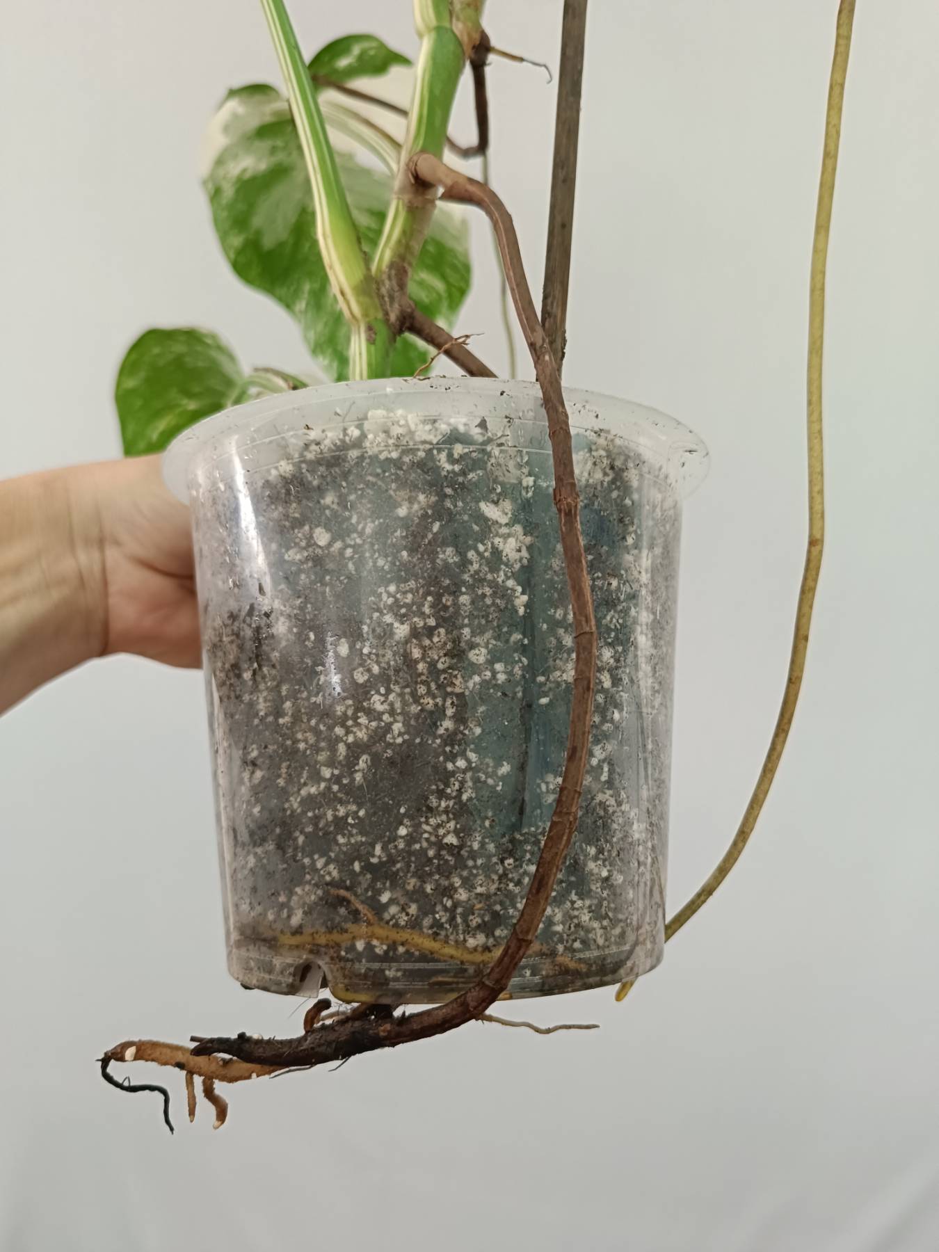 Monstera Albo Variegata