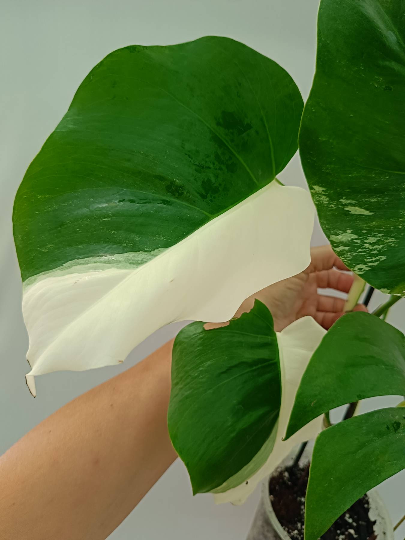 Monstera Albo Variegata