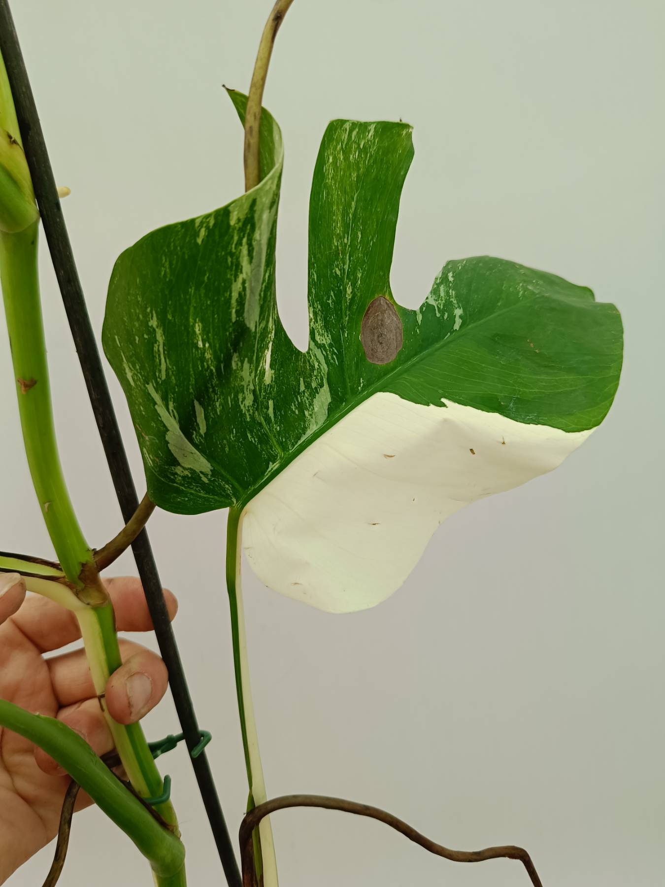Monstera Albo Variegata