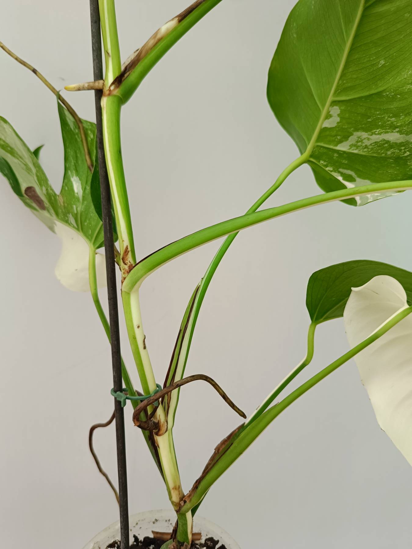 Monstera Albo Variegata