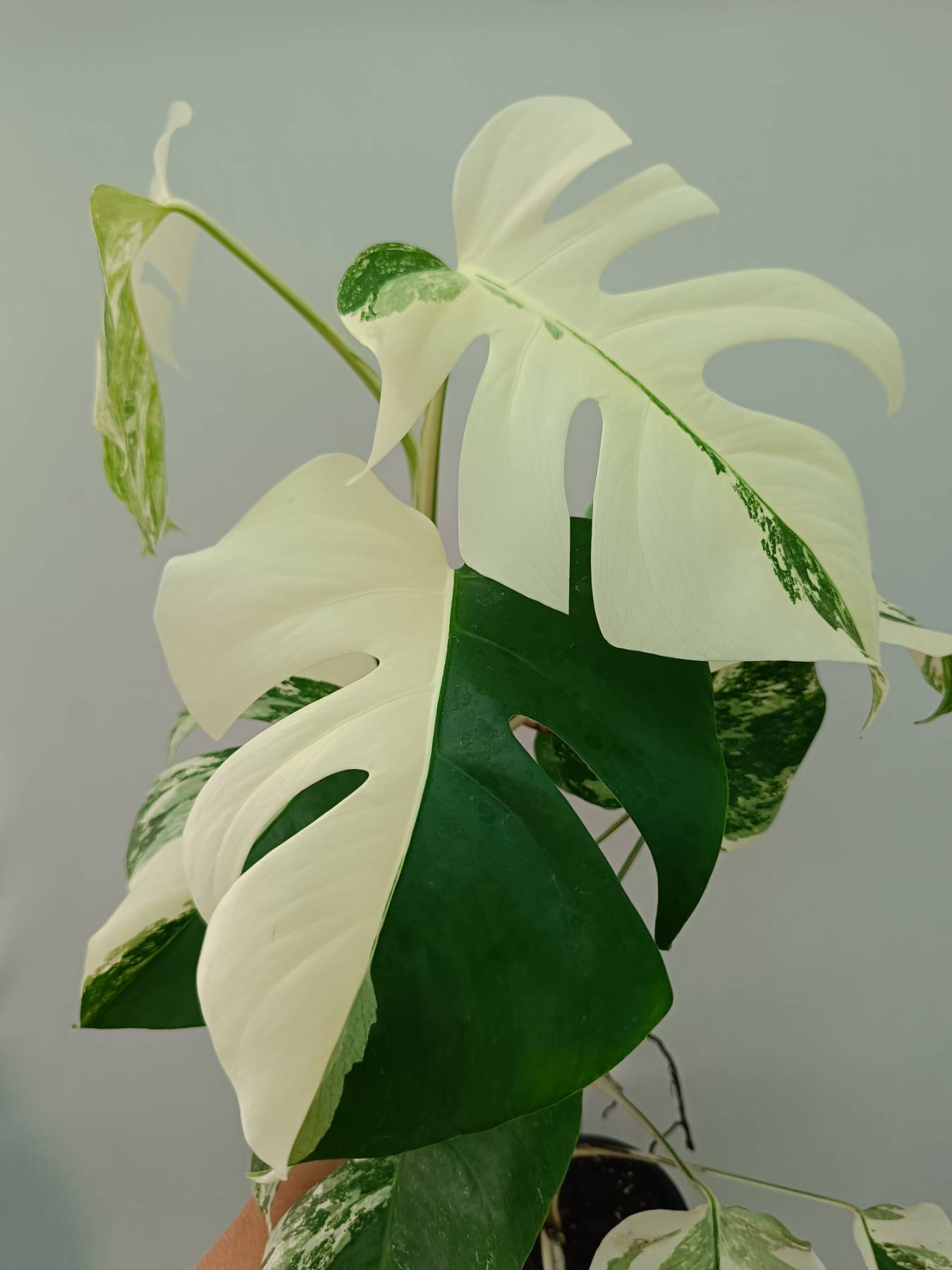Monstera Albo Variegata