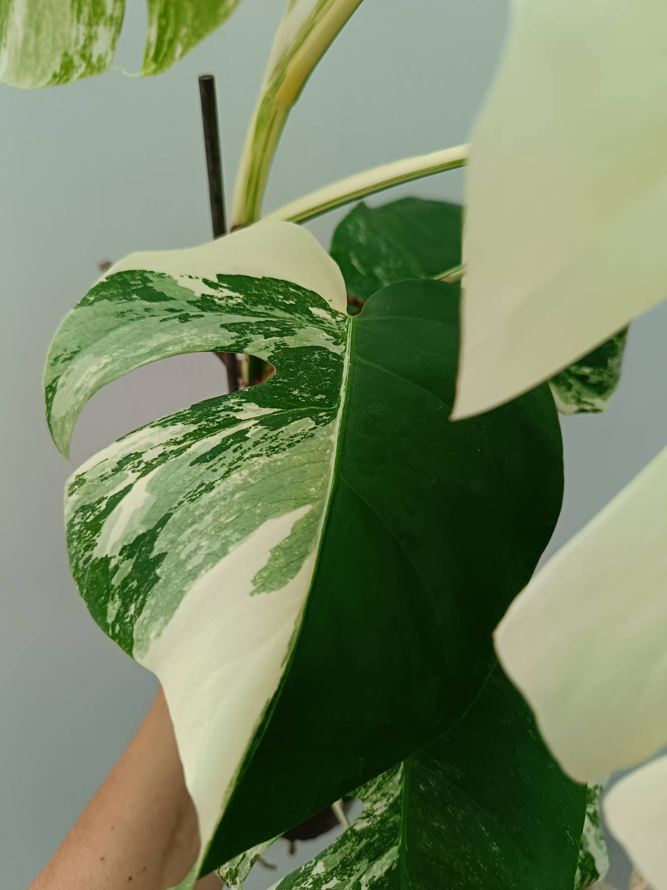 Monstera albo variegata 