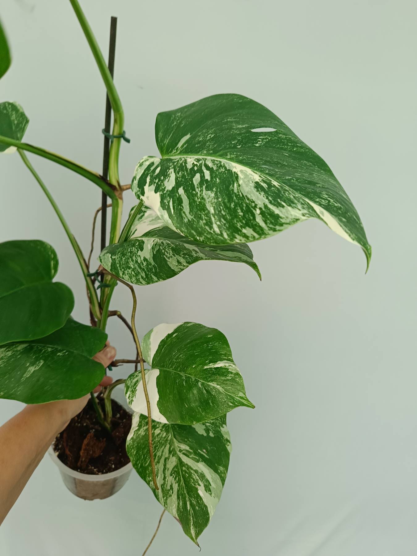 Monstera Albo Variegata