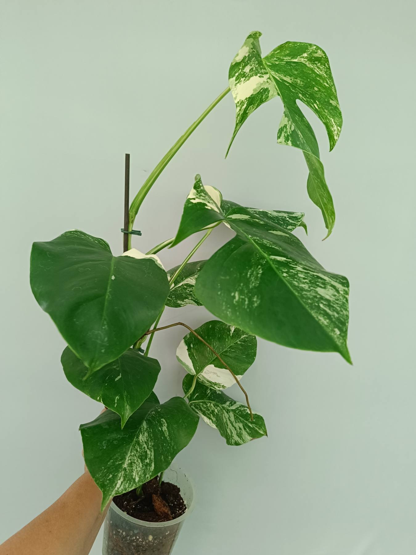 Monstera Albo Variegata