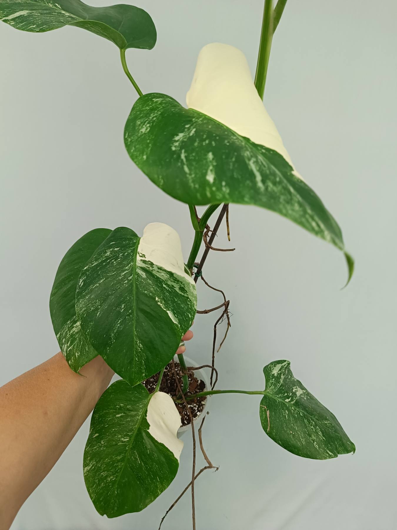 Monstera Albo Variegata