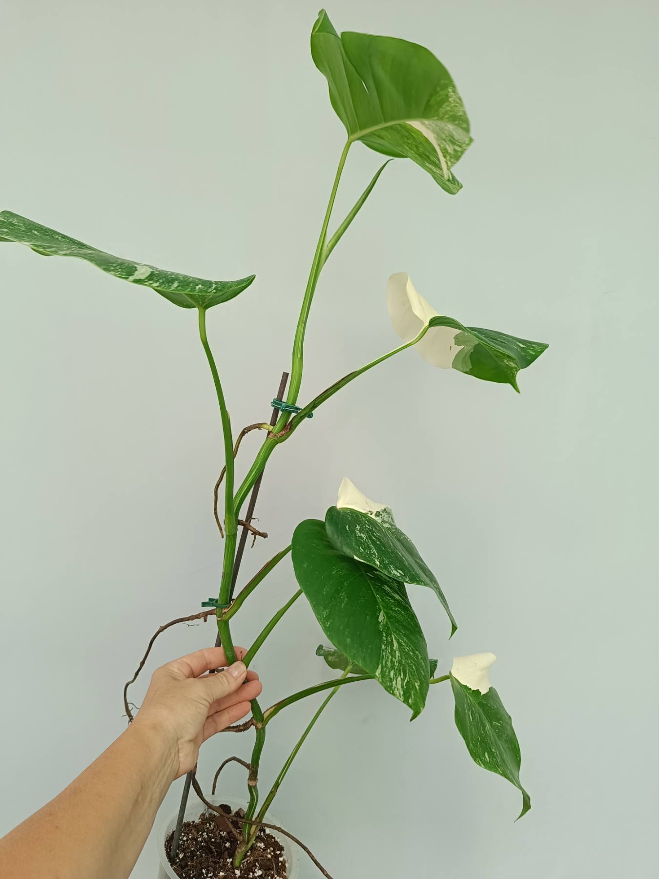 Monstera Albo Variegata