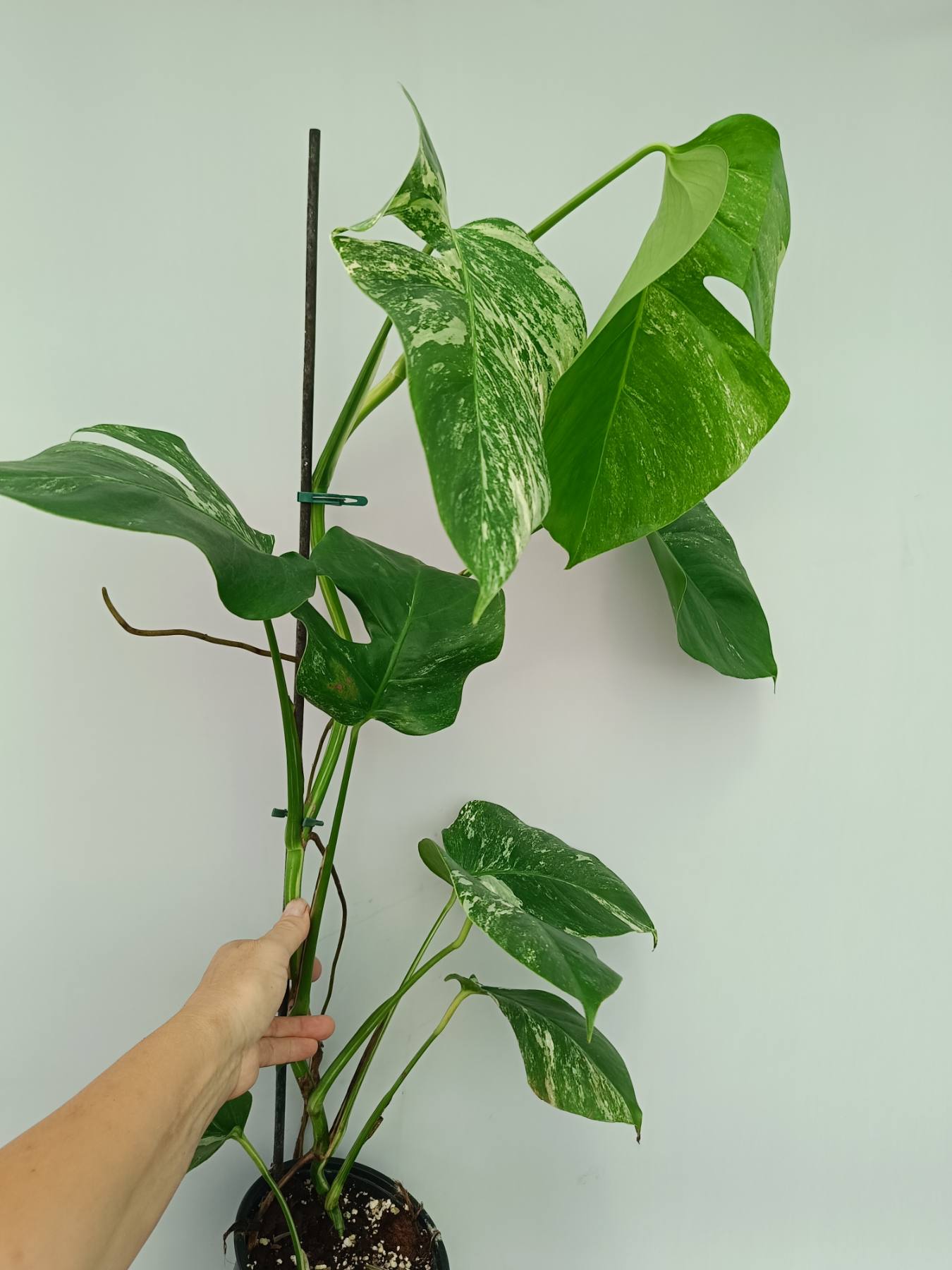 Monstera Albo Variegata