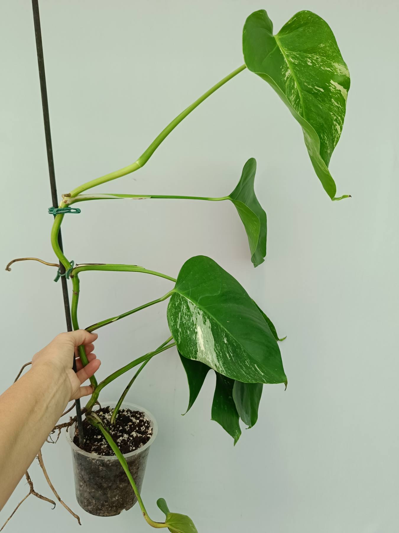 Monstera Albo Variegata