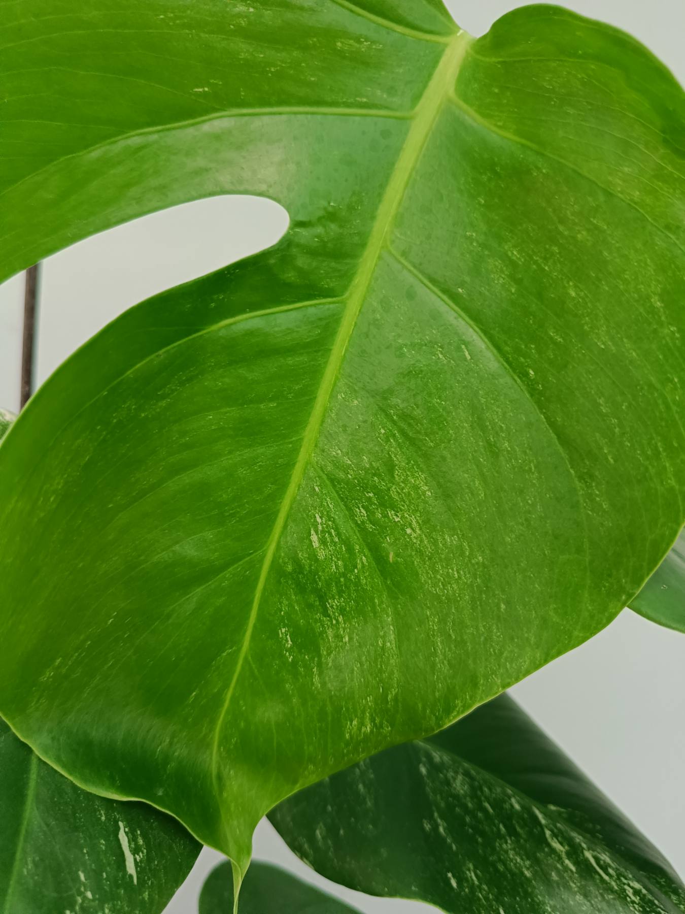 Monstera albo variegata 