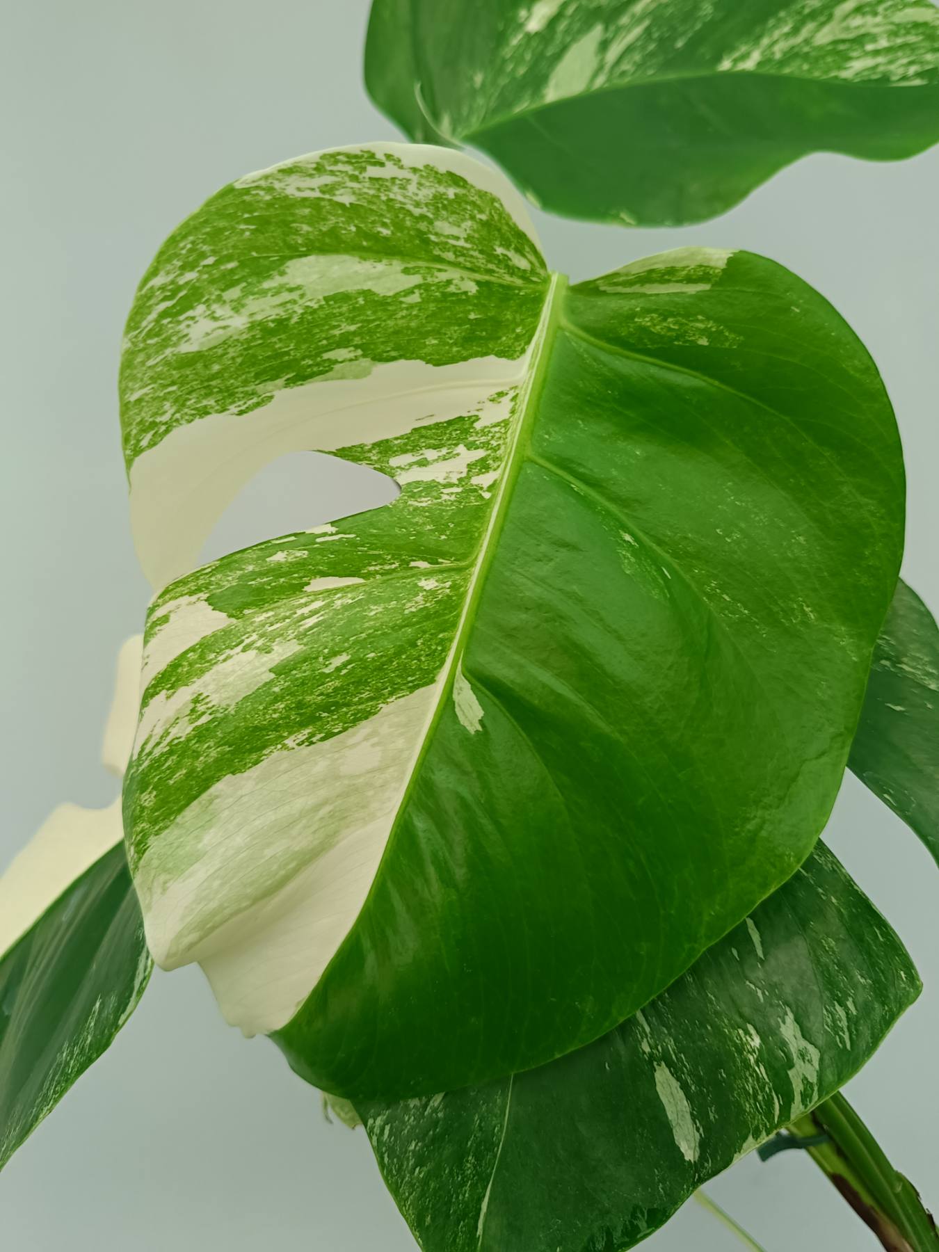 Monstera Albo Variegata