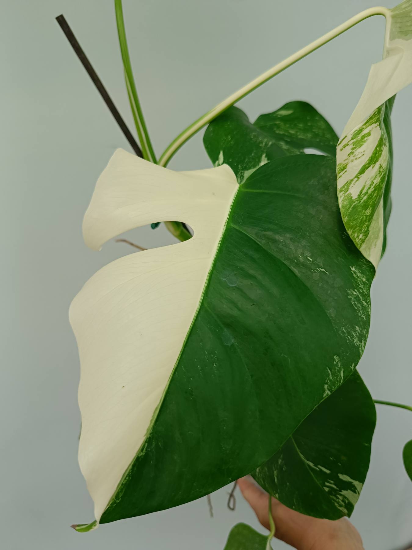 Monstera Albo Variegata