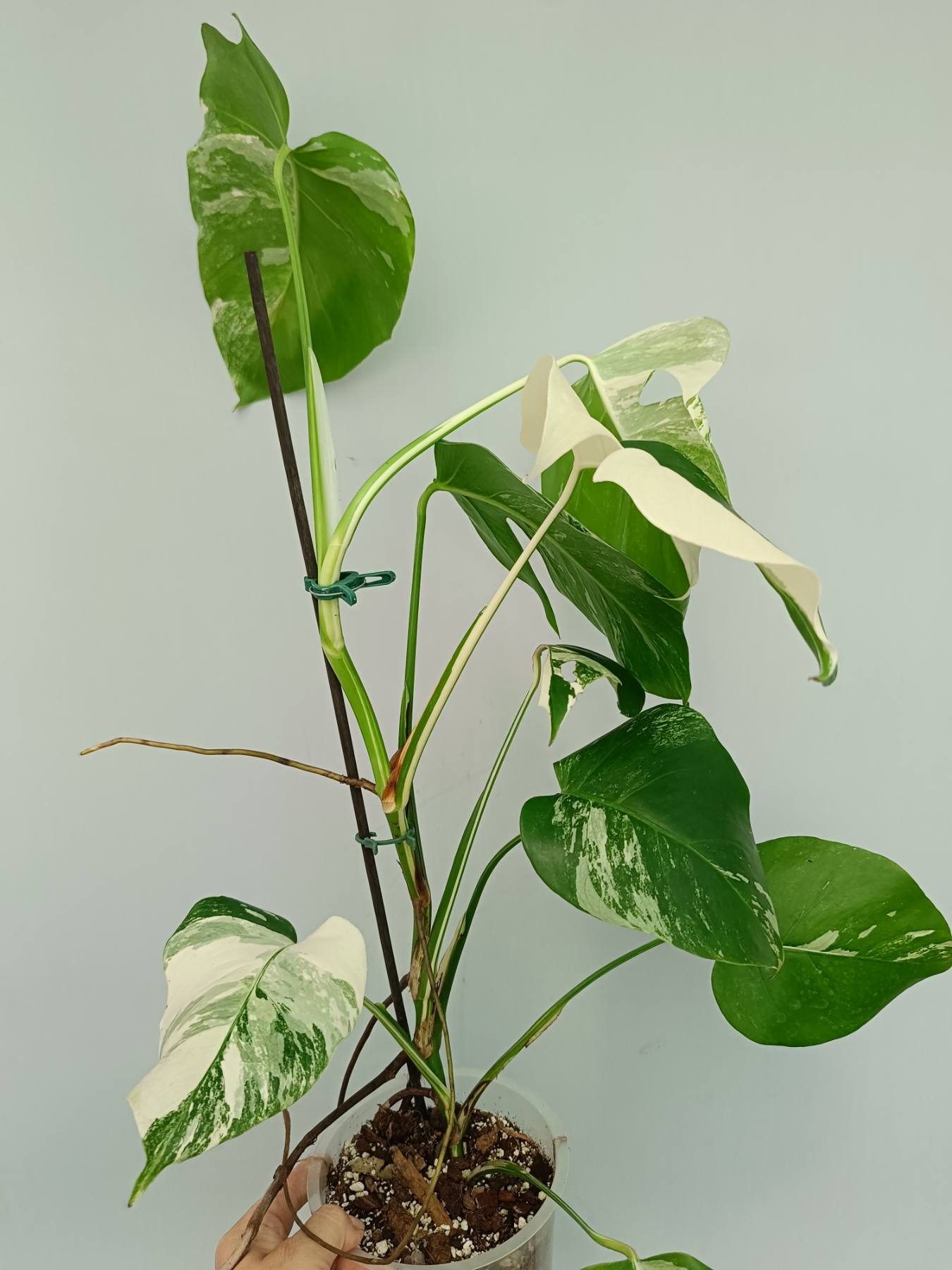 Monstera Albo Variegata