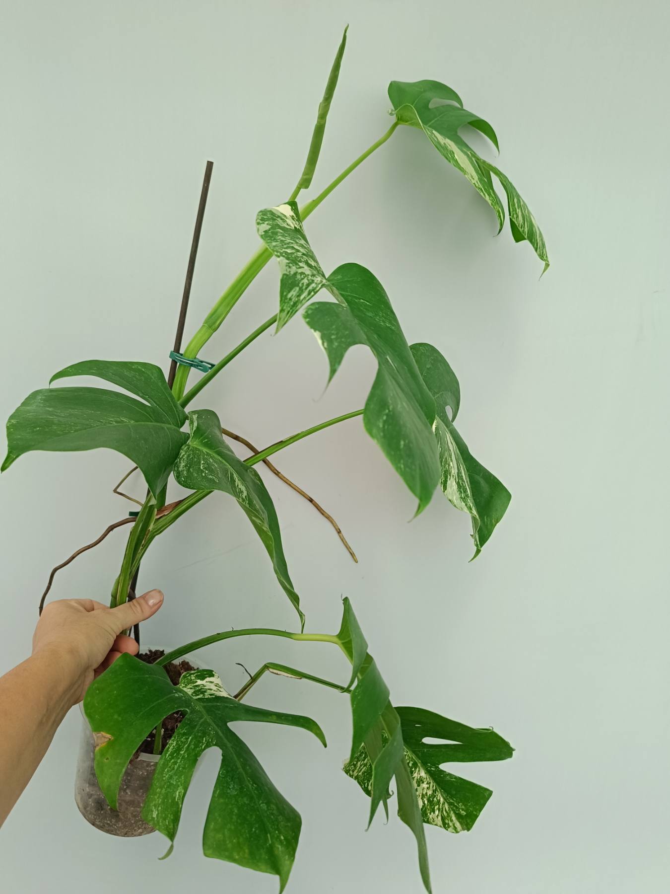 Monstera Albo Variegata