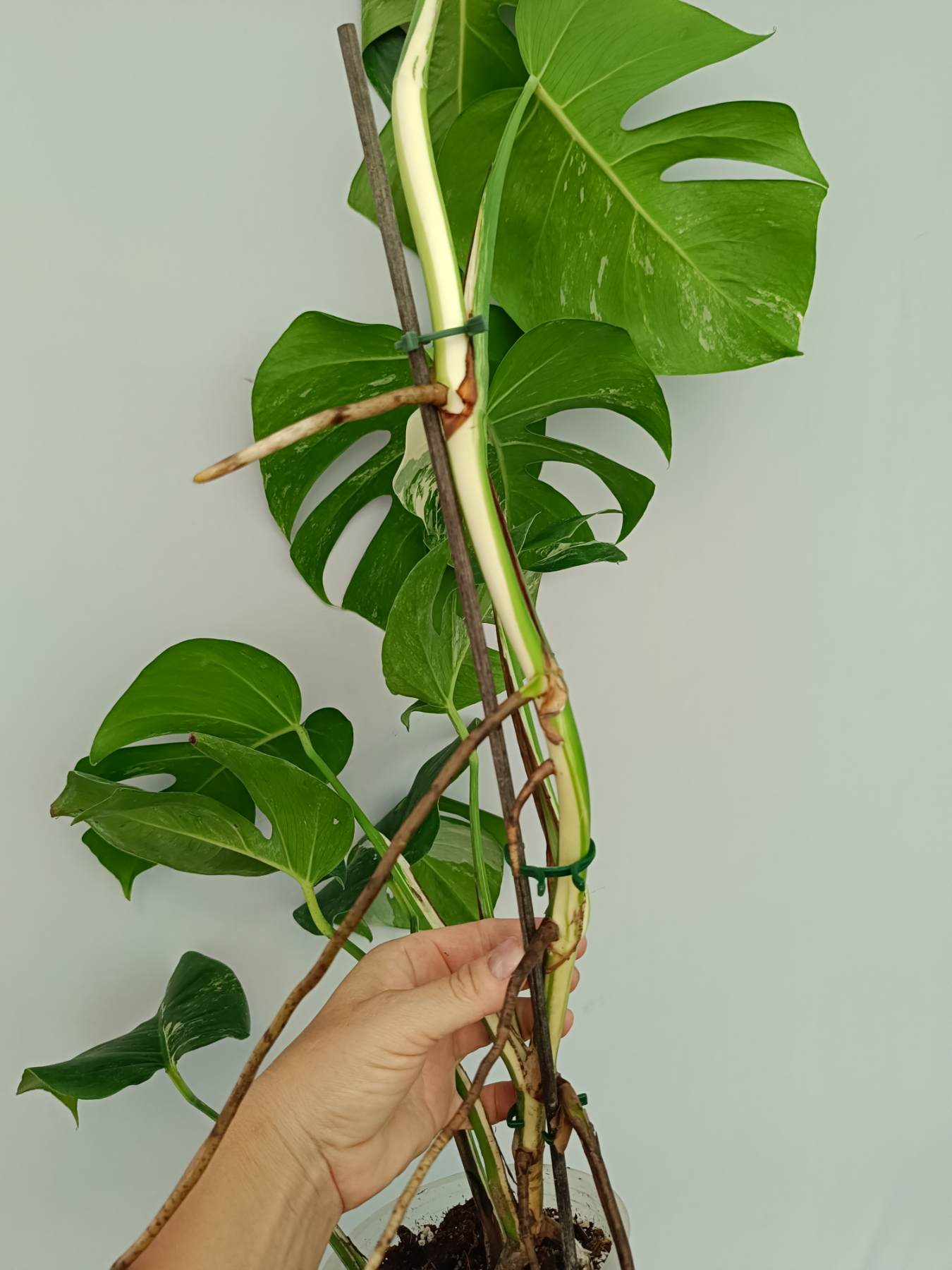 Monstera Albo Variegata