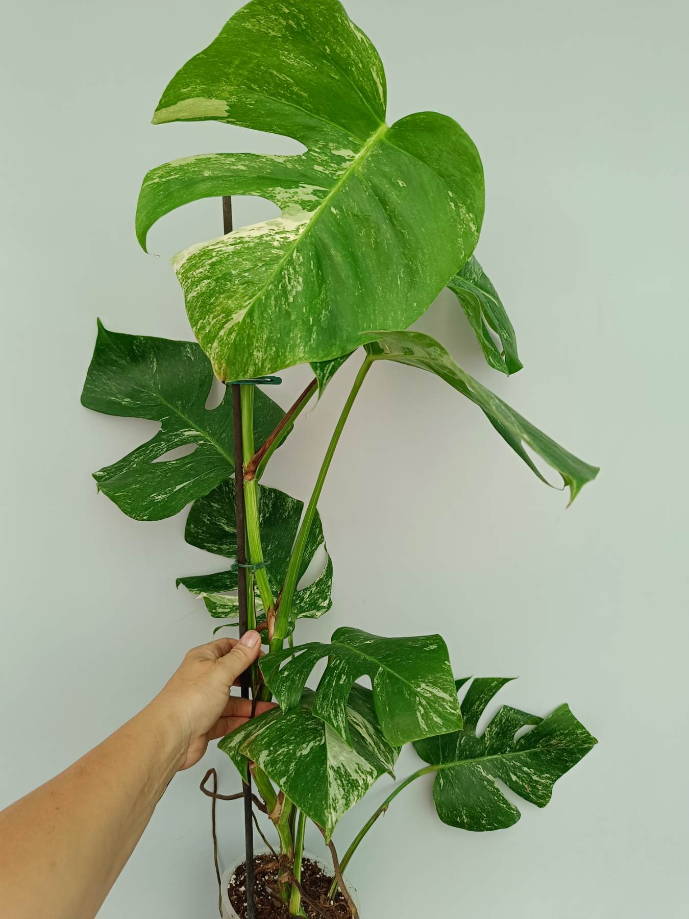 Monstera Albo Variegata