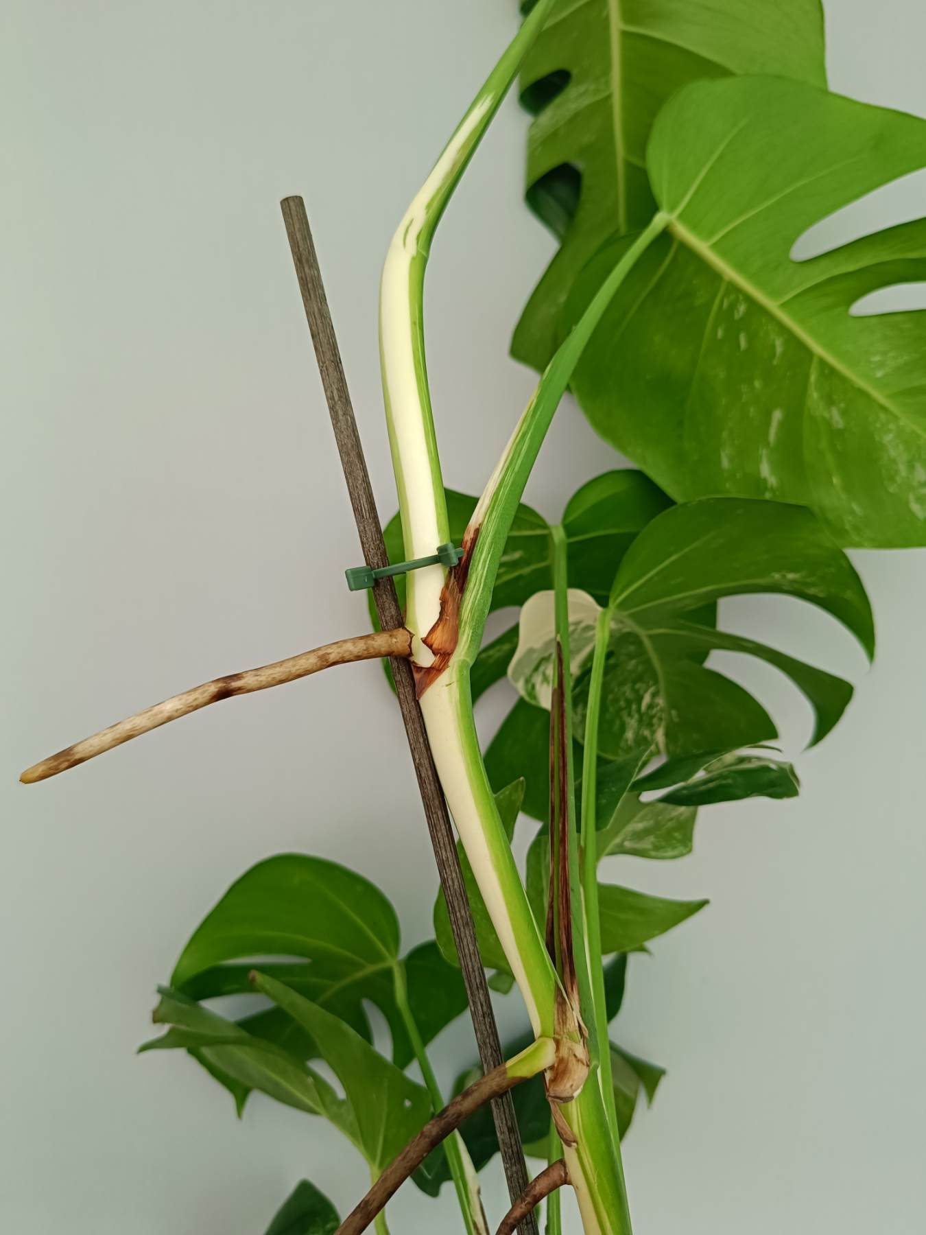 Monstera Albo Variegata