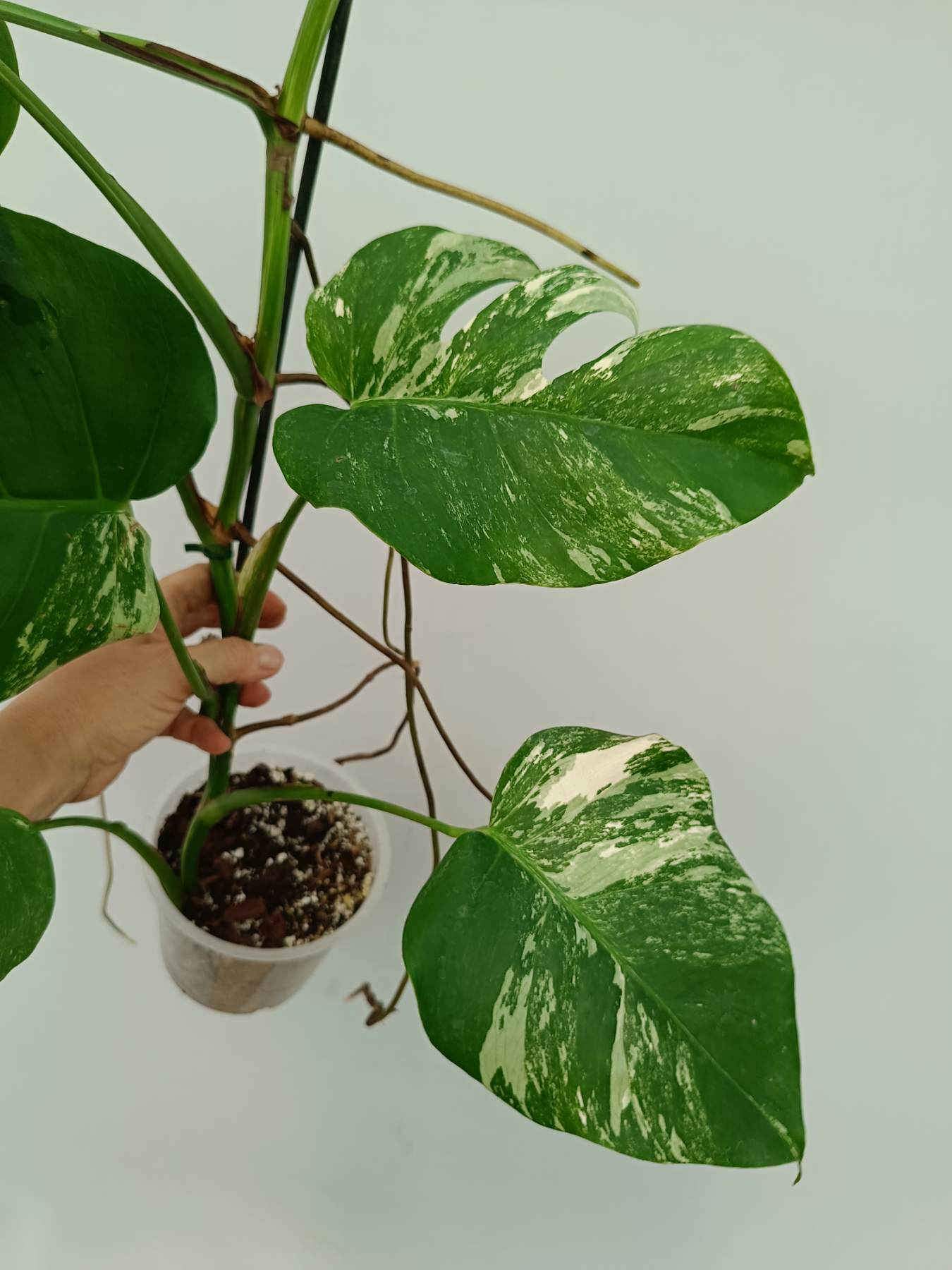 Monstera Albo Variegata