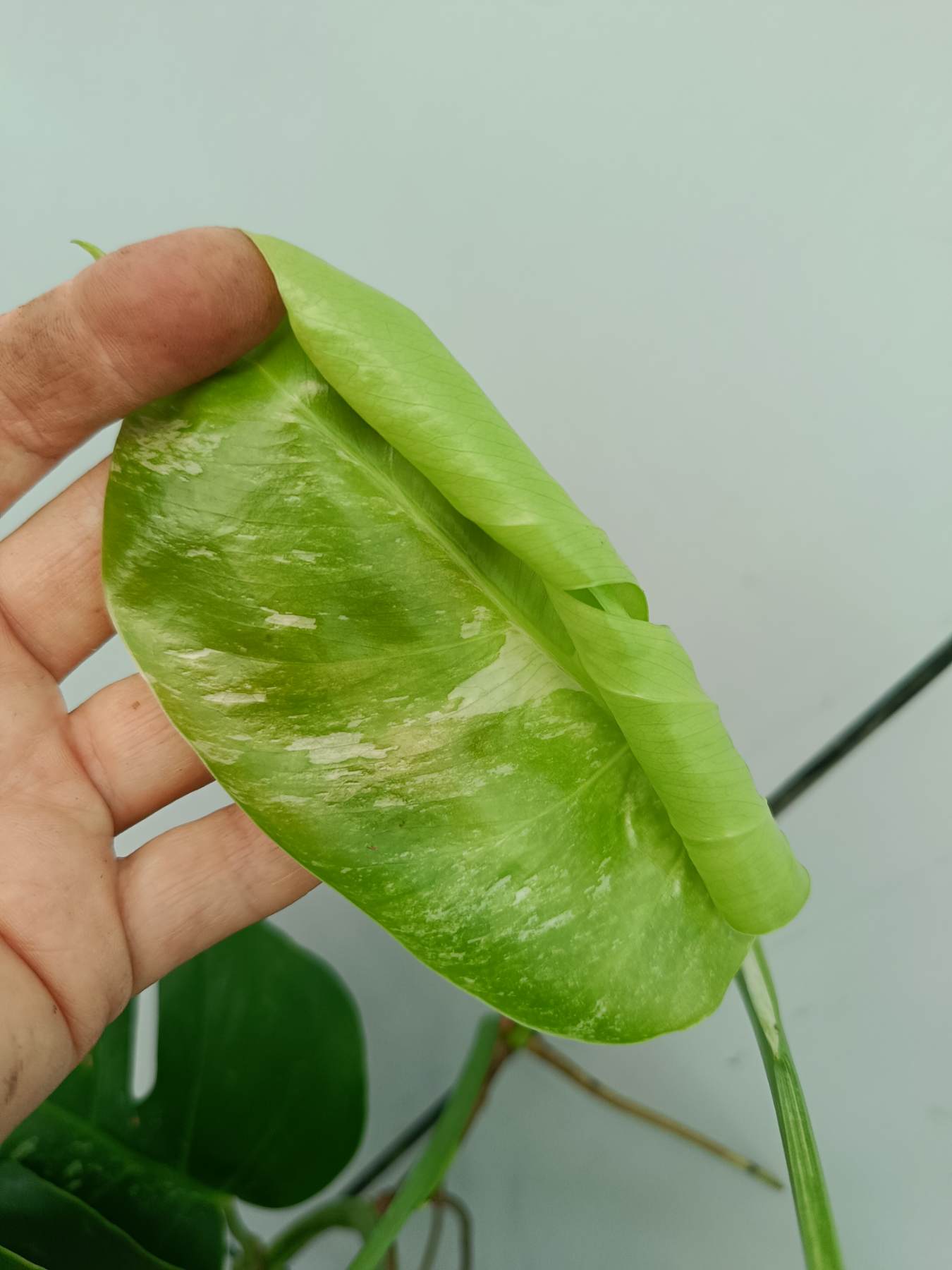 Monstera Albo Variegata