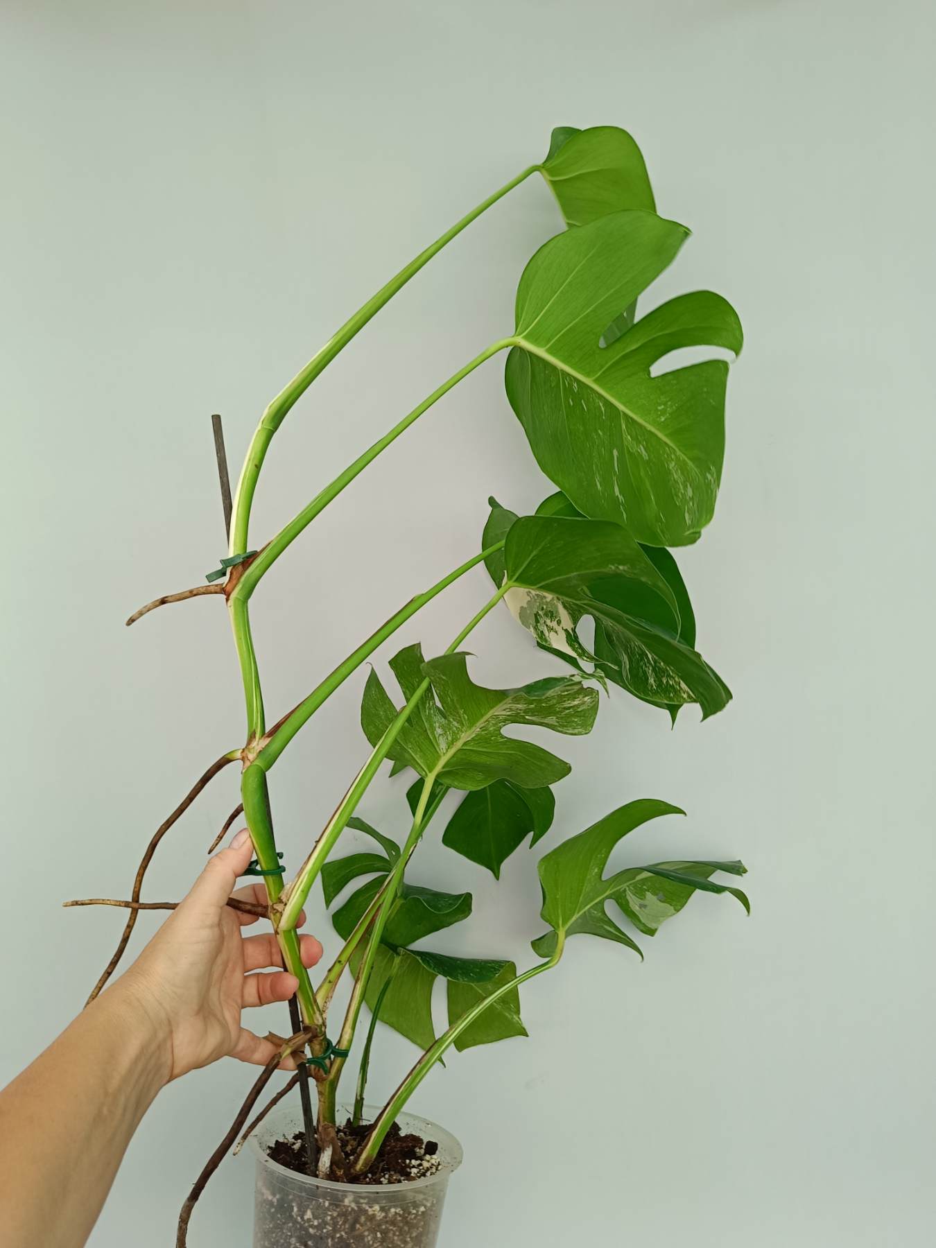 Monstera Albo Variegata