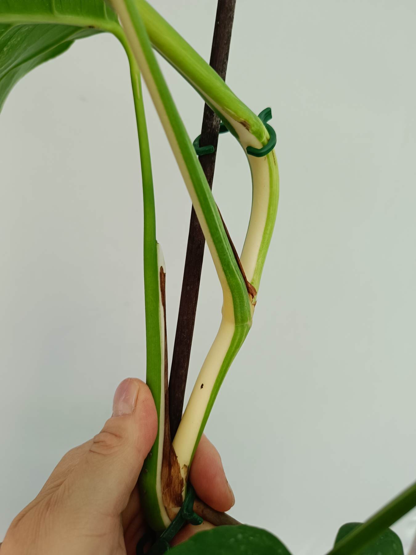 Monstera Albo Variegata