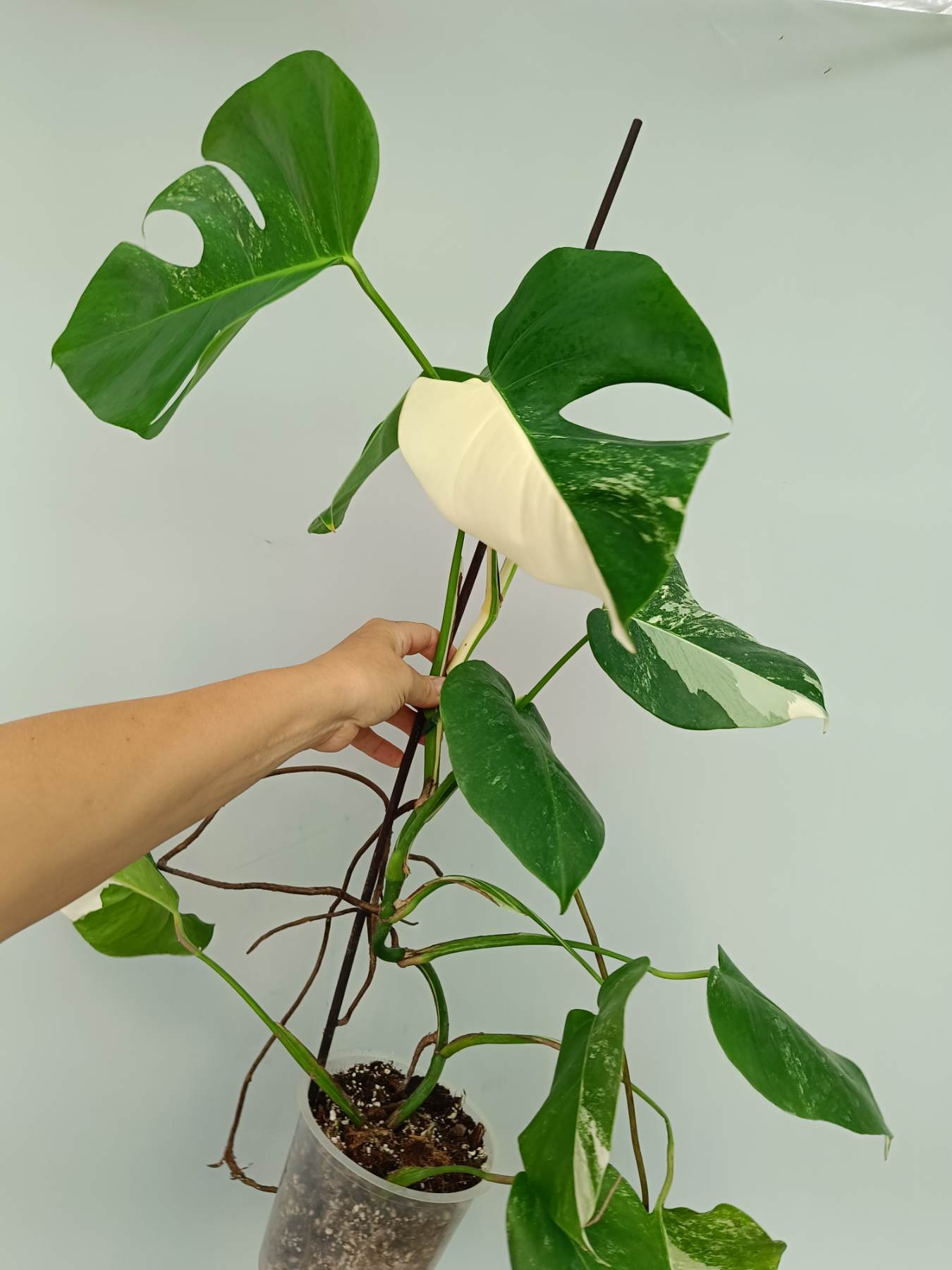 Monstera Albo Variegata