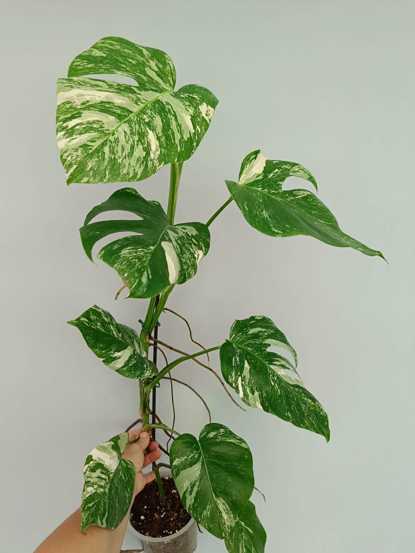 Monstera Albo Variegata