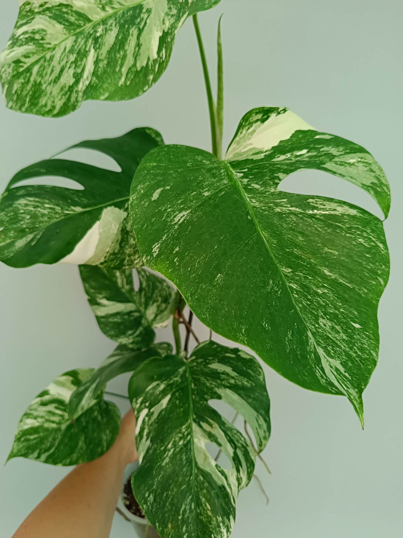 Monstera Albo Variegata