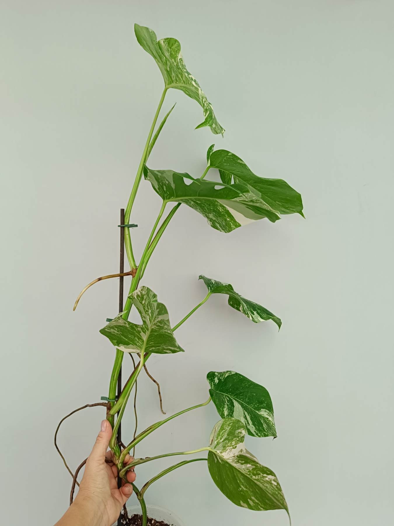 Monstera Albo Variegata