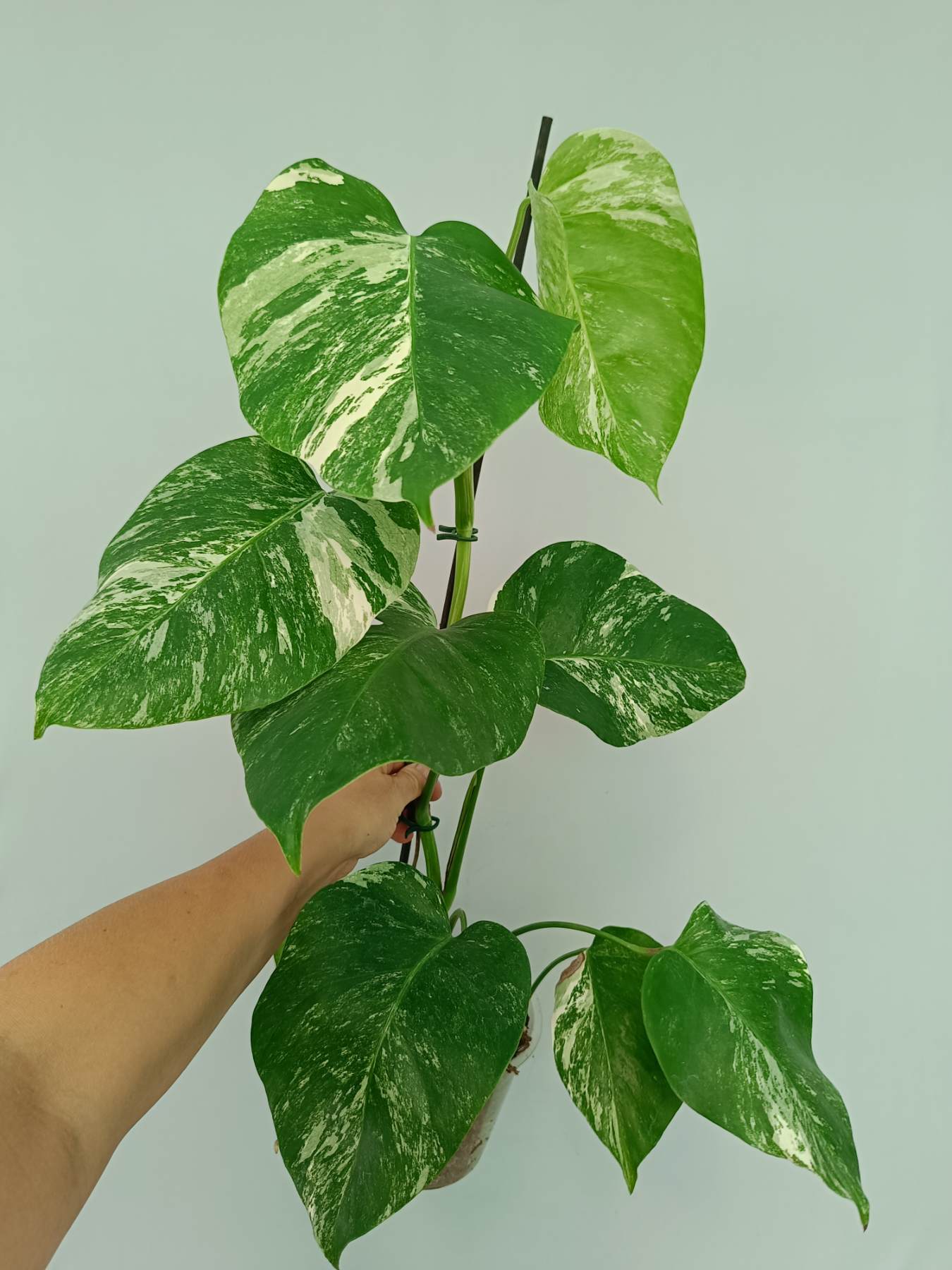 Monstera Albo Variegata
